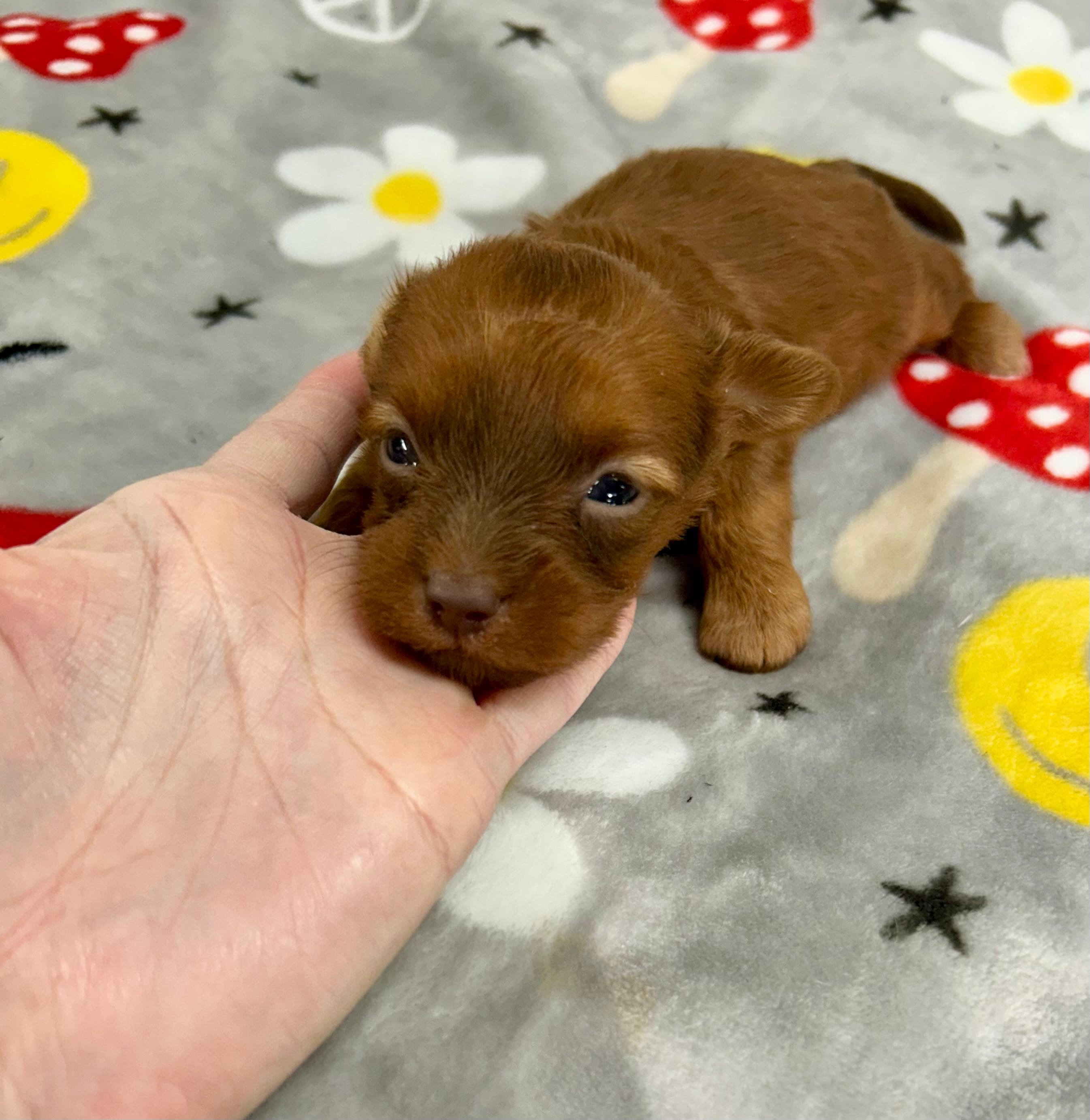Brice  – Yorkipoo puppy for sale in Franklinton, LA
