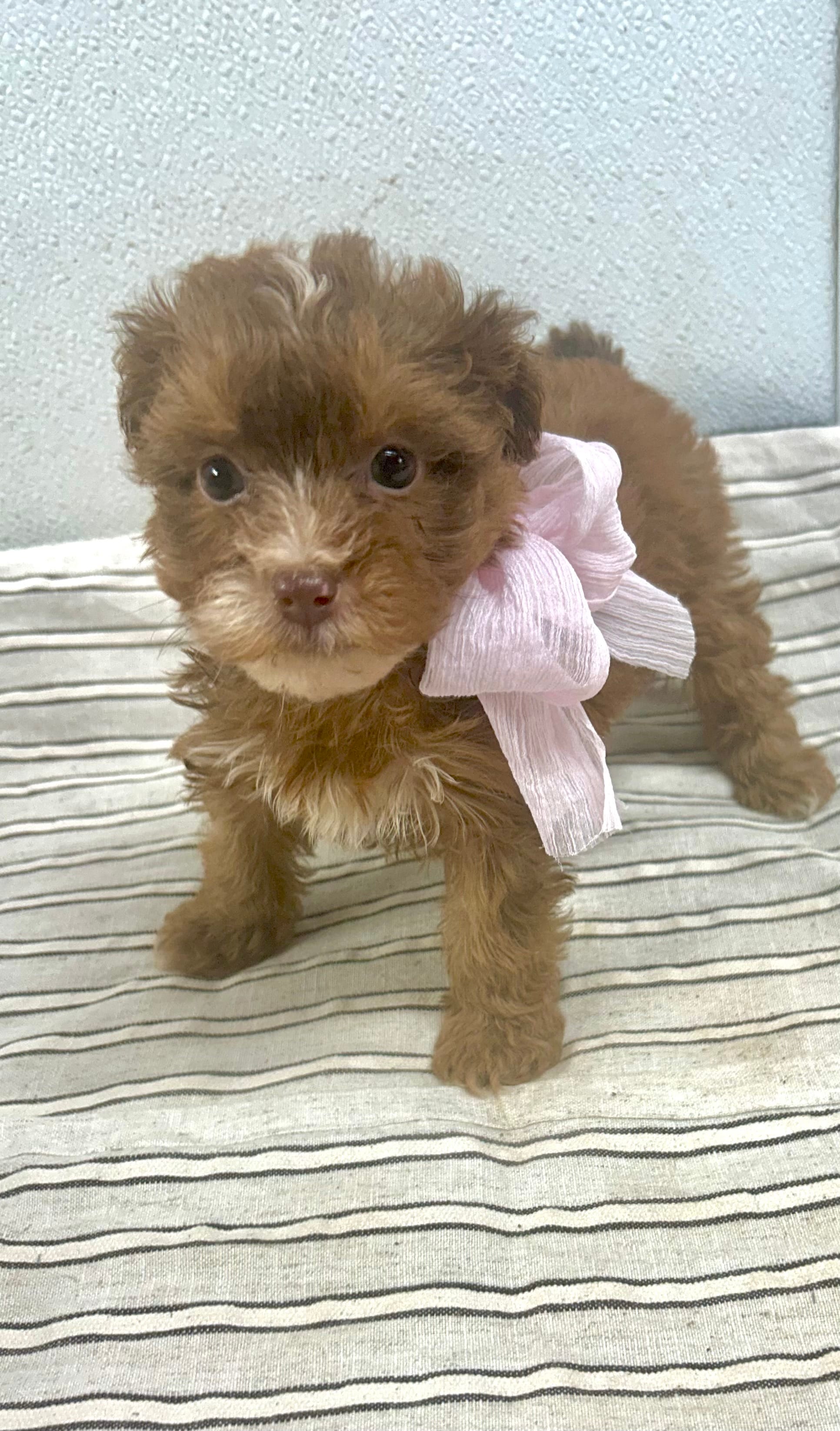 Darcy – Yorkipoo puppy for sale in Franklinton, LA