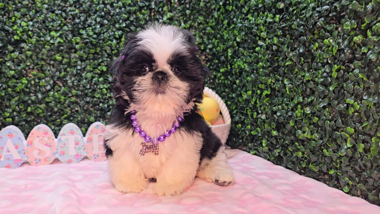 Pepper – Shih Tzu puppy for sale in Turlock, CA