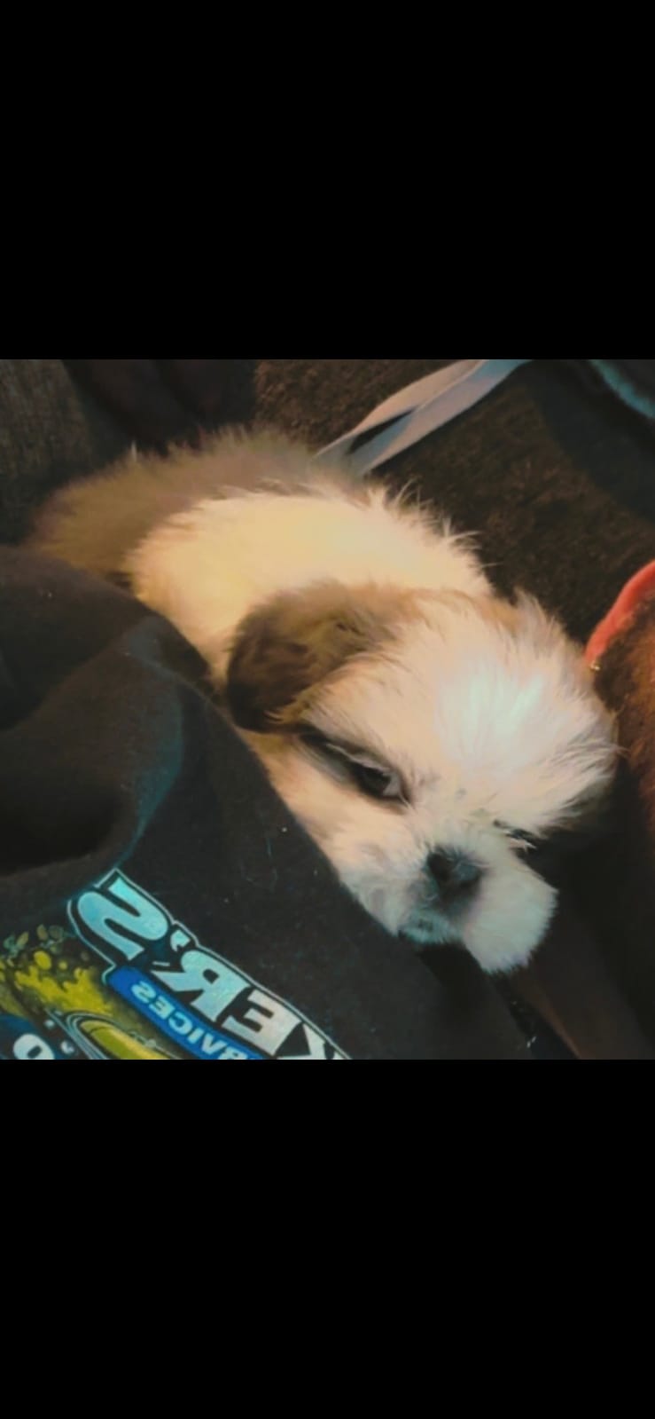 Male 4 – Shih Tzu puppy for sale in Charleston, WV