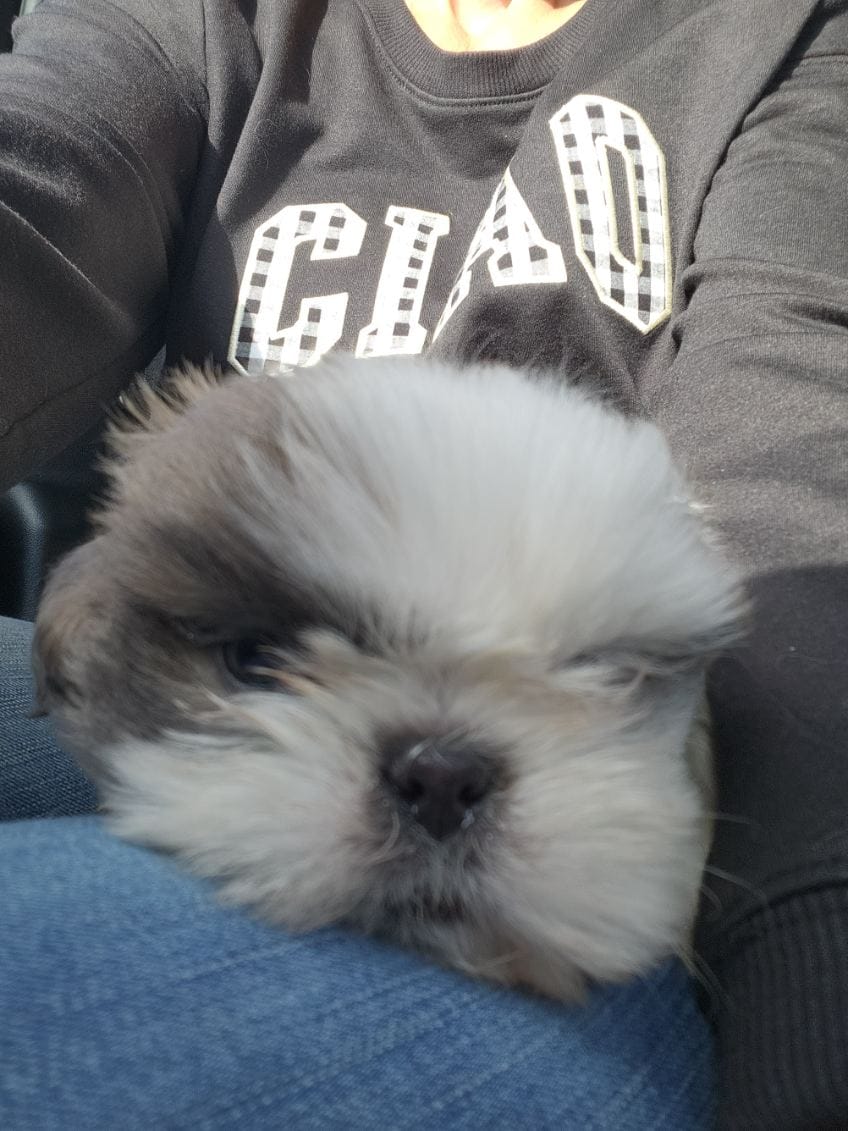 Male 4 – Shih Tzu puppy for sale in Charleston, WV