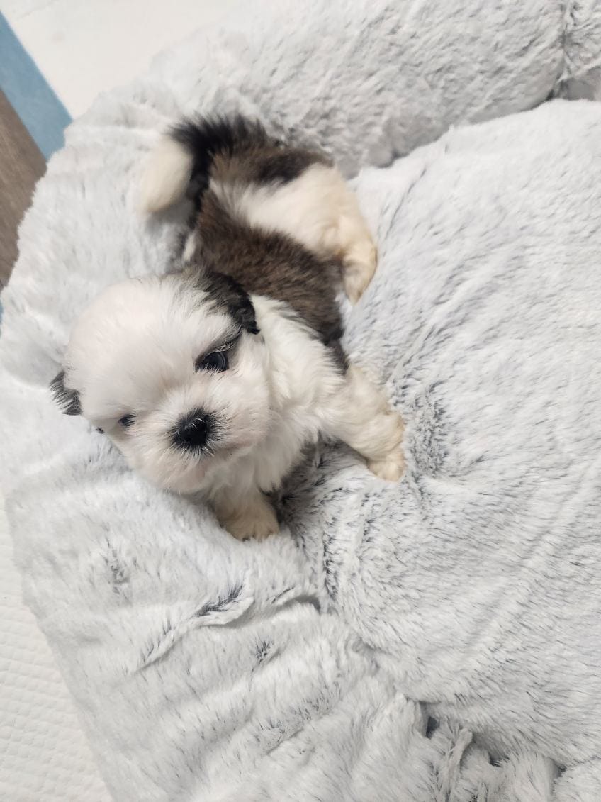 Male 1 – Shih Tzu puppy for sale in Charleston, WV