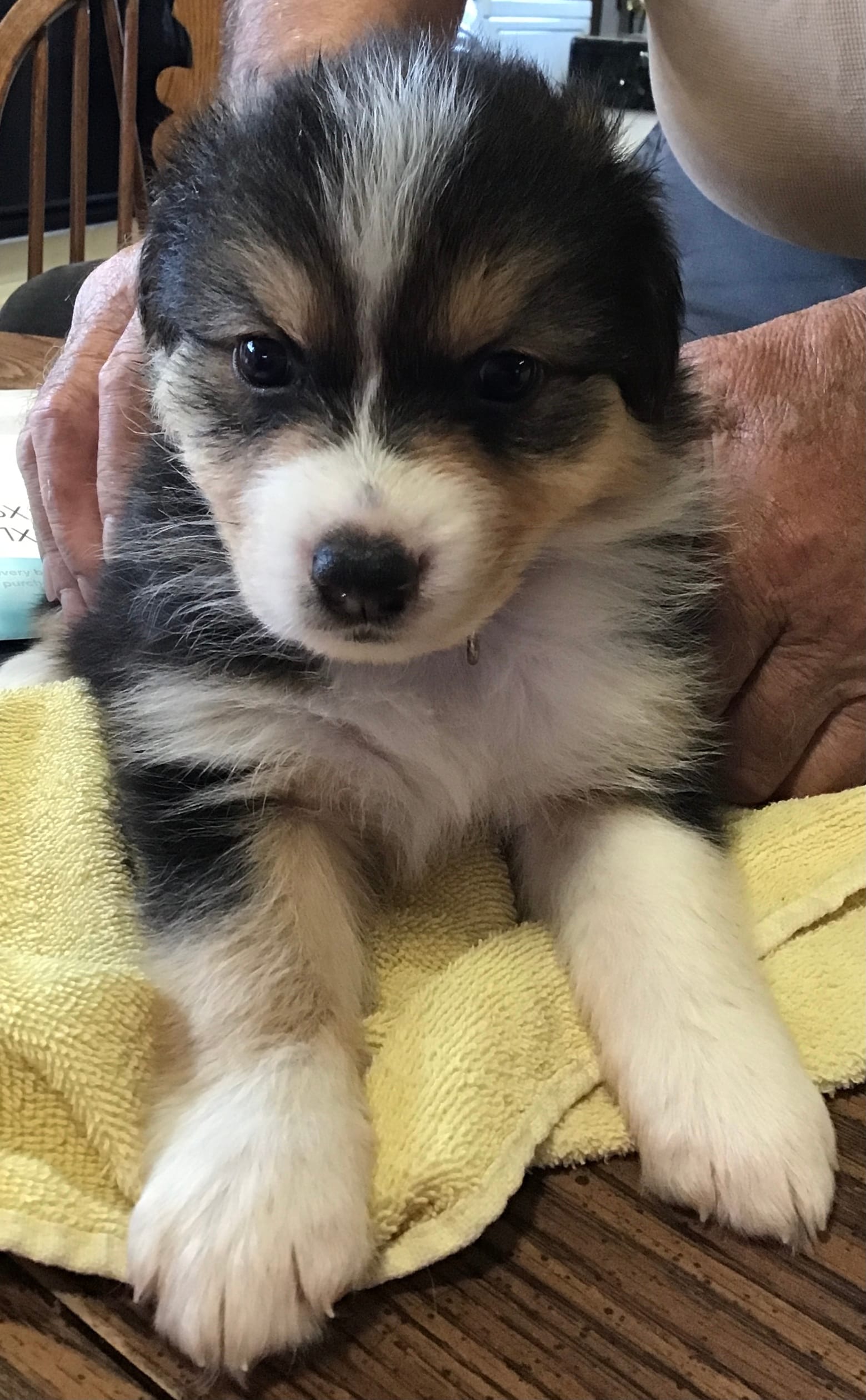 Purple aussie – Australian Shepherd puppy for sale in Arroyo Grande, CA