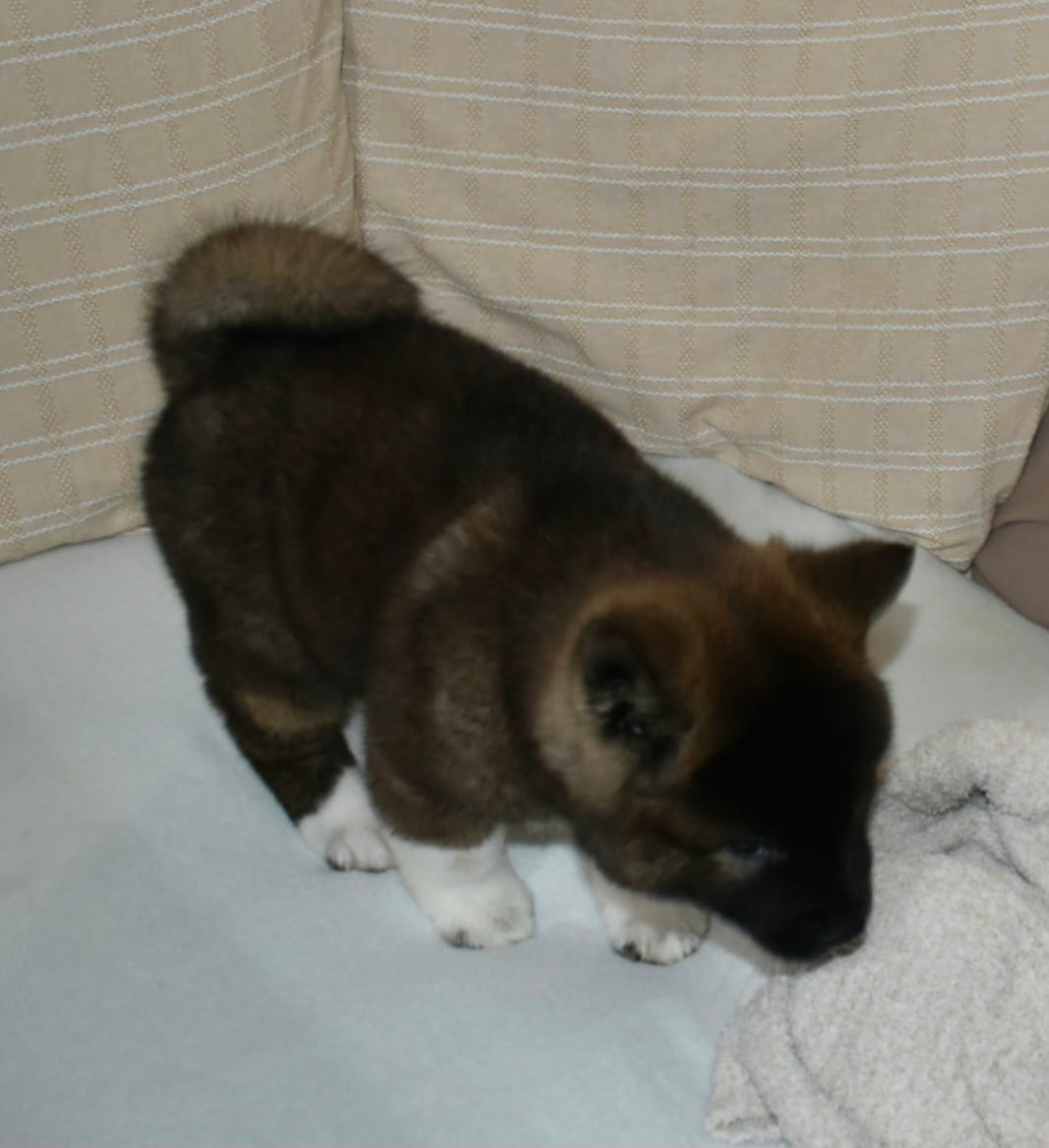 AKC Colby  – Akita puppy for sale in Tulsa, OK