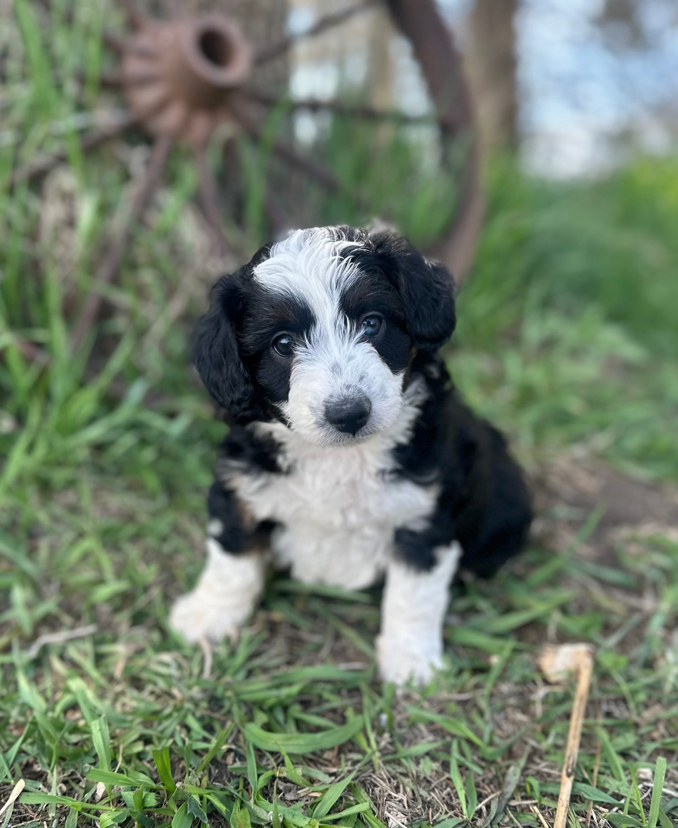 Daisy – Miniature Aussiedoodle puppy for sale in Rock Rapids, IA