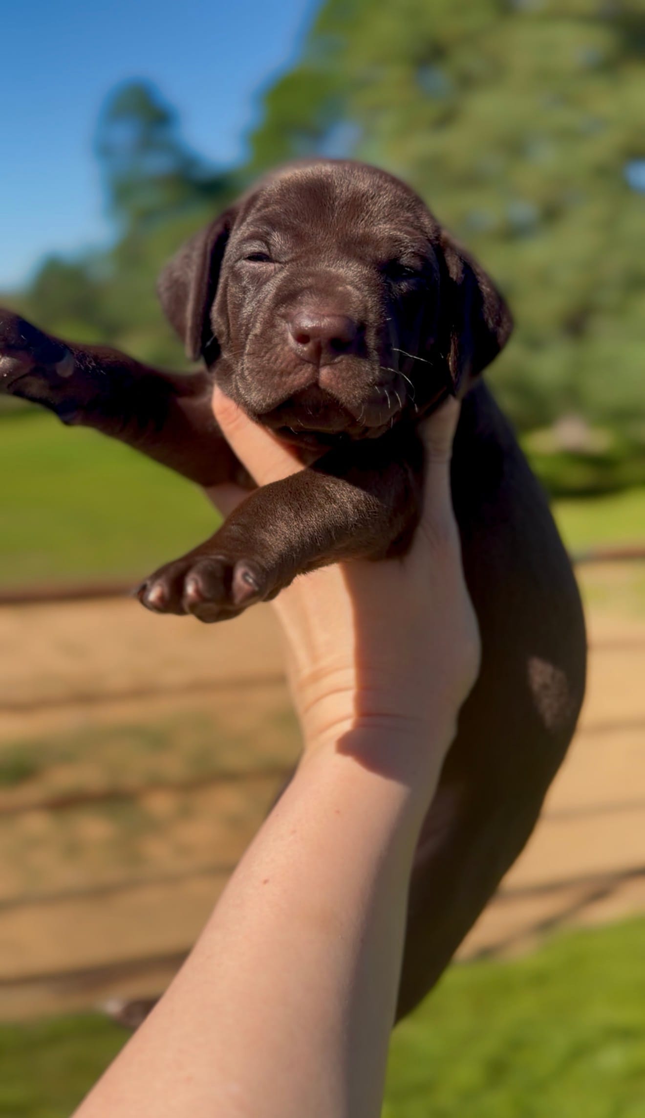 "Gummy Bear" – German Shorthaired Pointer puppy for sale in Folsom, CA