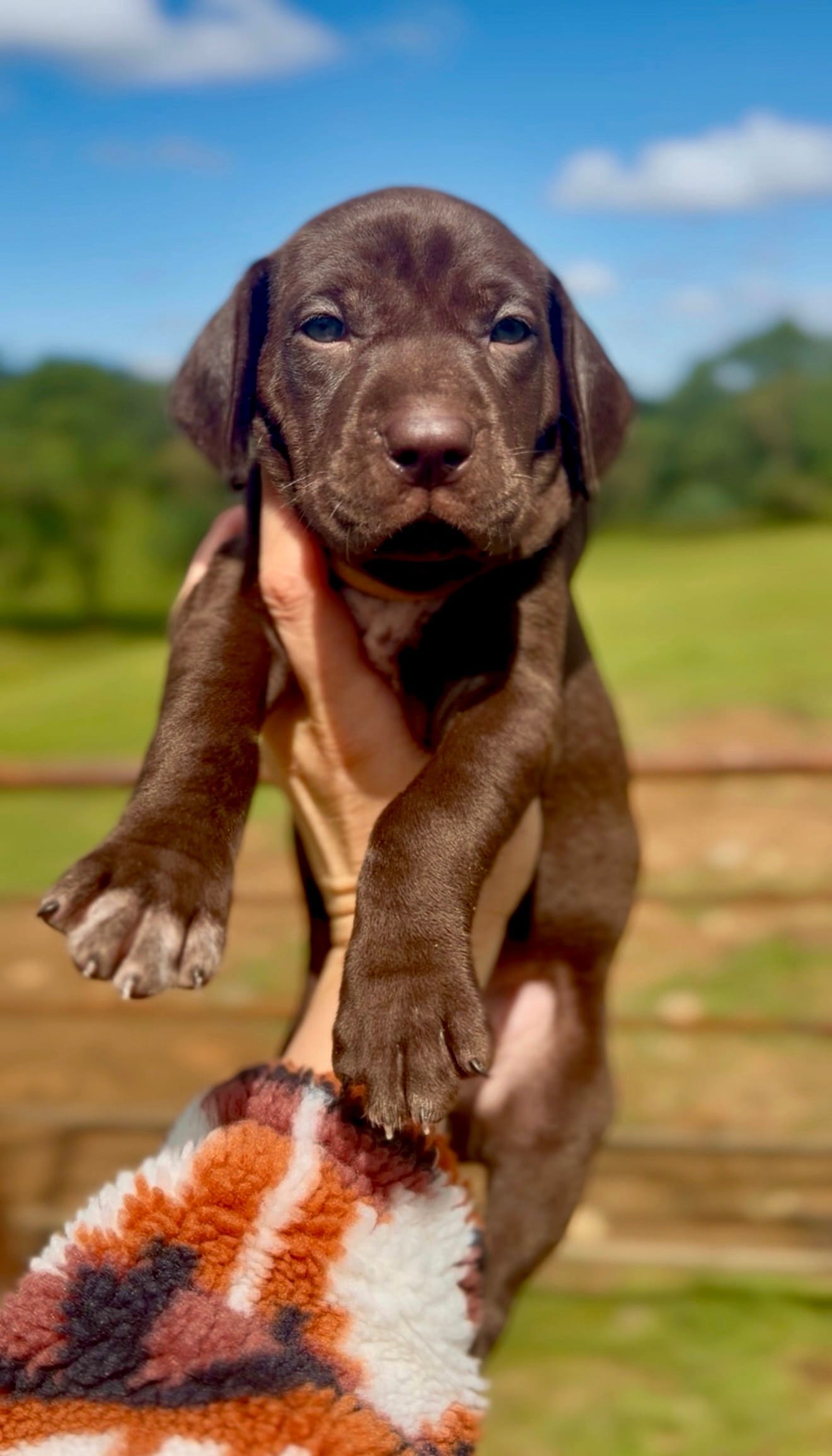 "Gummy Bear" – German Shorthaired Pointer puppy for sale in Folsom, CA
