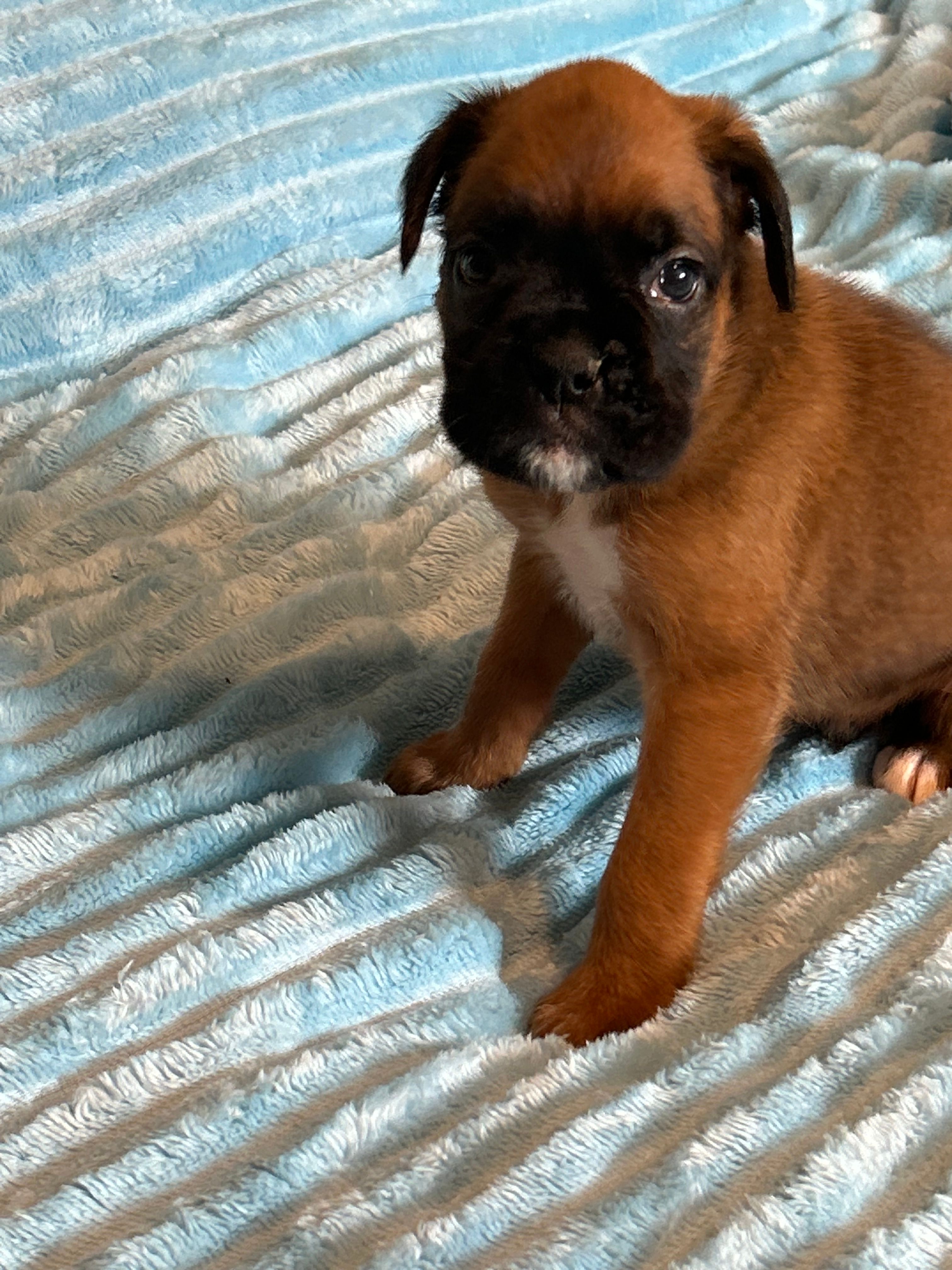 Sugars litter – Boxer puppy for sale in Lakeland, FL