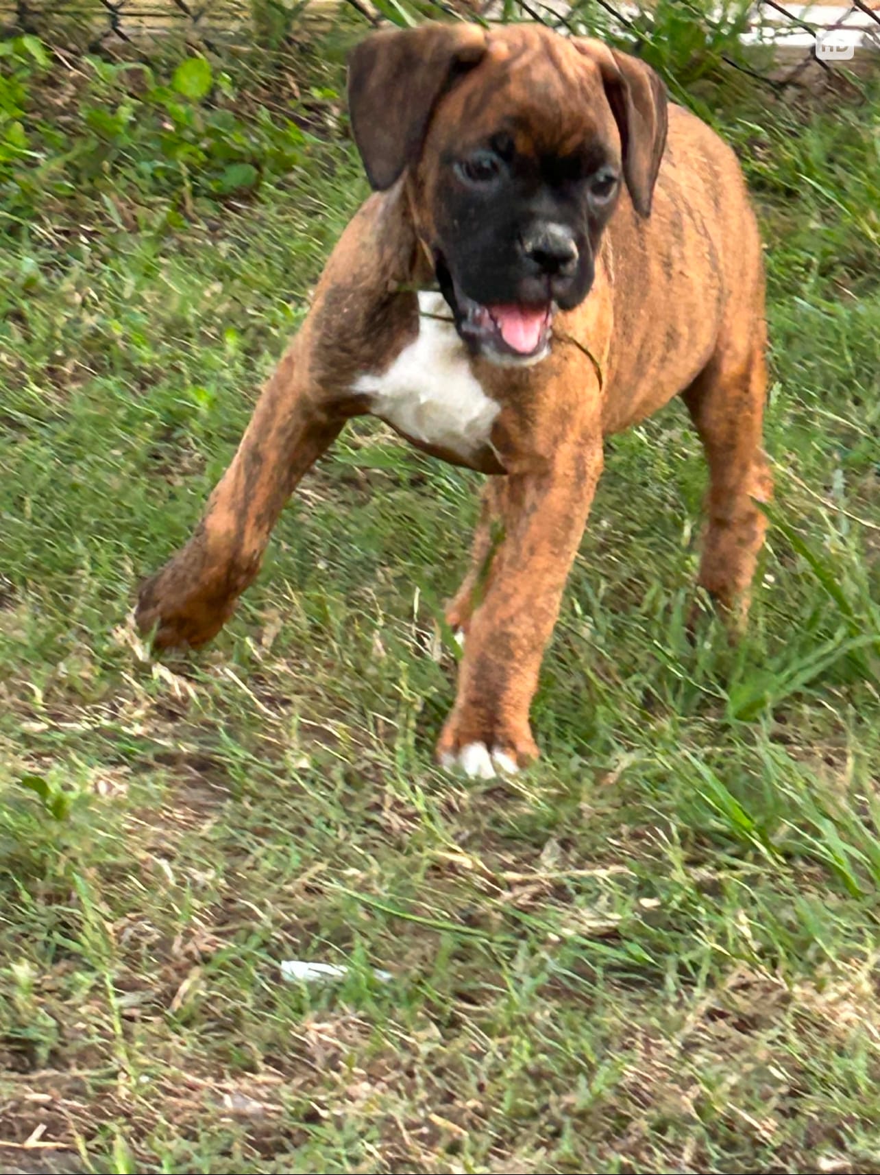 Julia – Boxer puppy for sale in Lakeland, FL