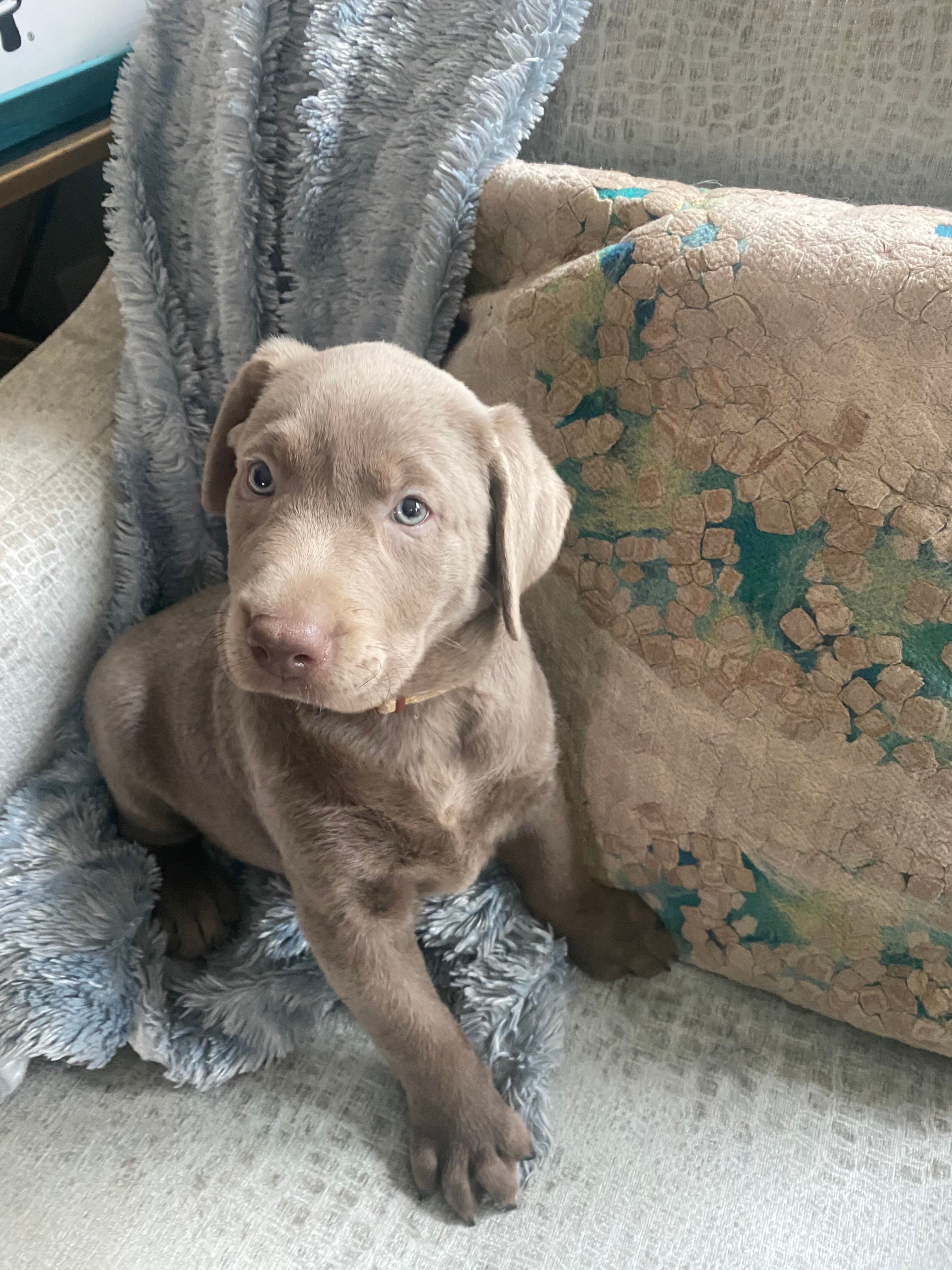 Diamond – Labrador Retriever puppy for sale in Panama City Beach, FL