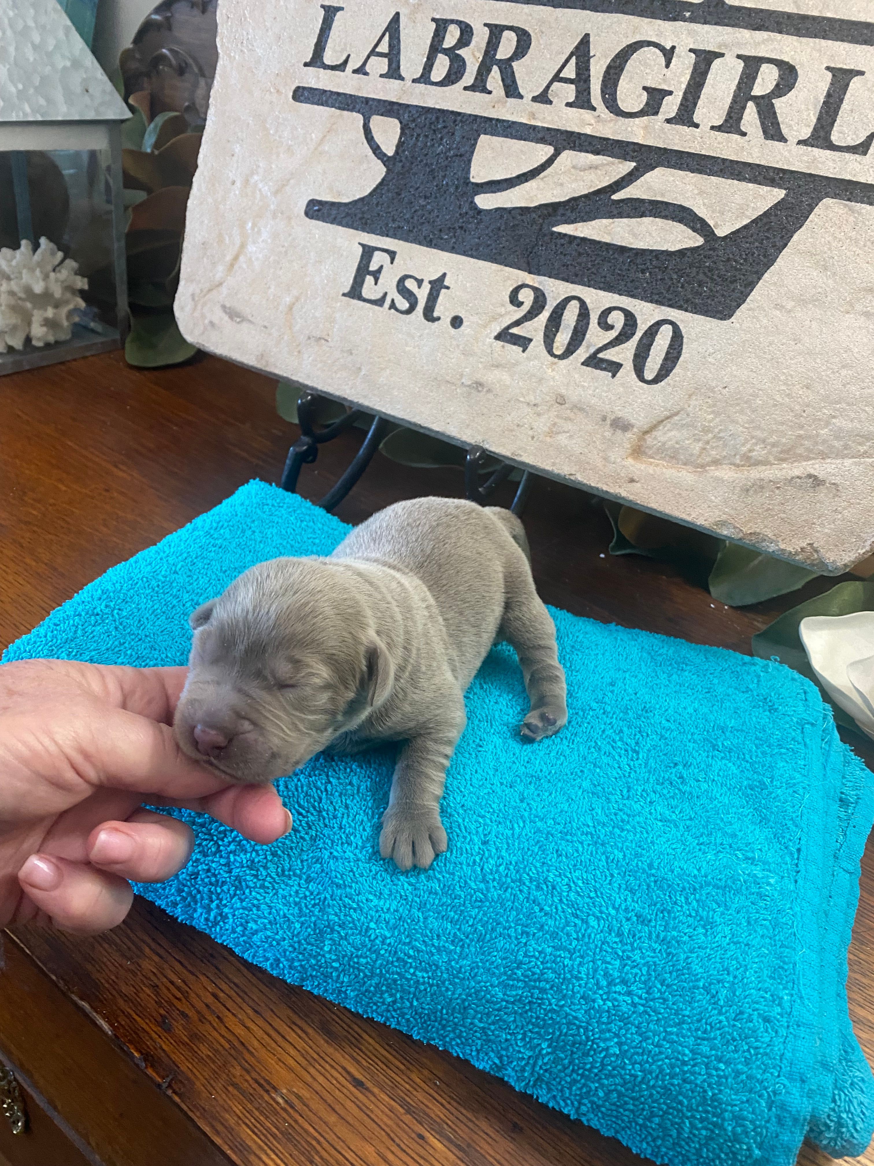 Palladium  – Labrador Retriever puppy for sale in Panama City Beach, FL