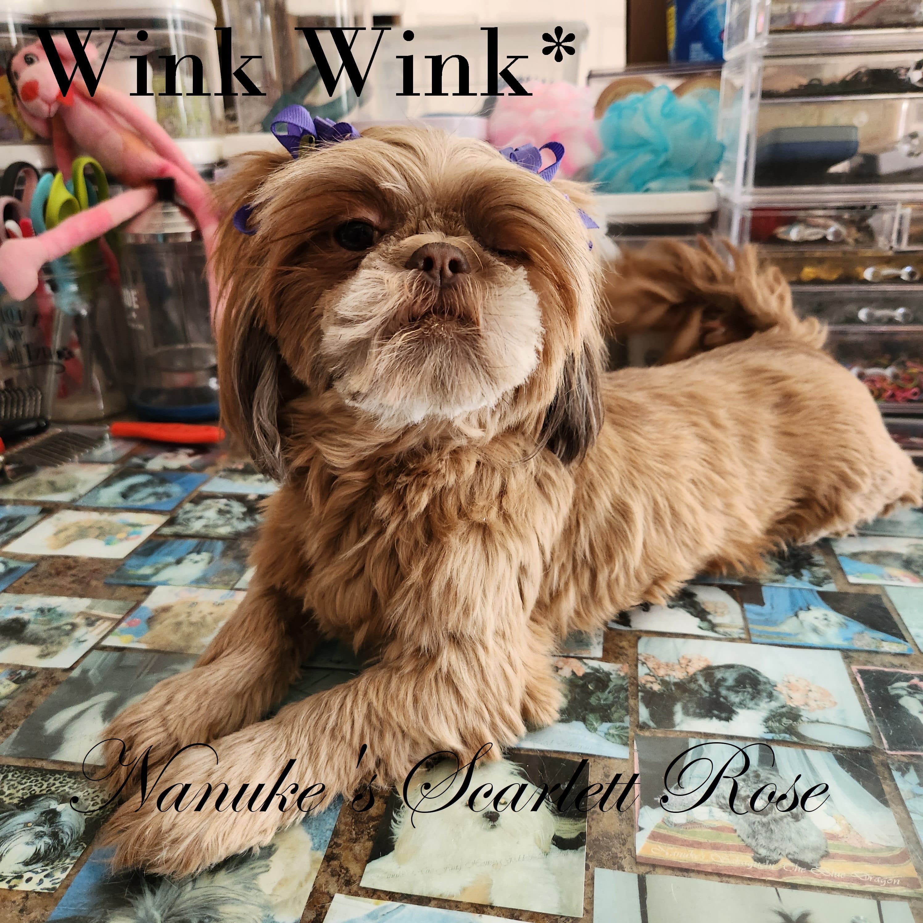Scarlett – Shih Tzu puppy for sale in Marion, MA