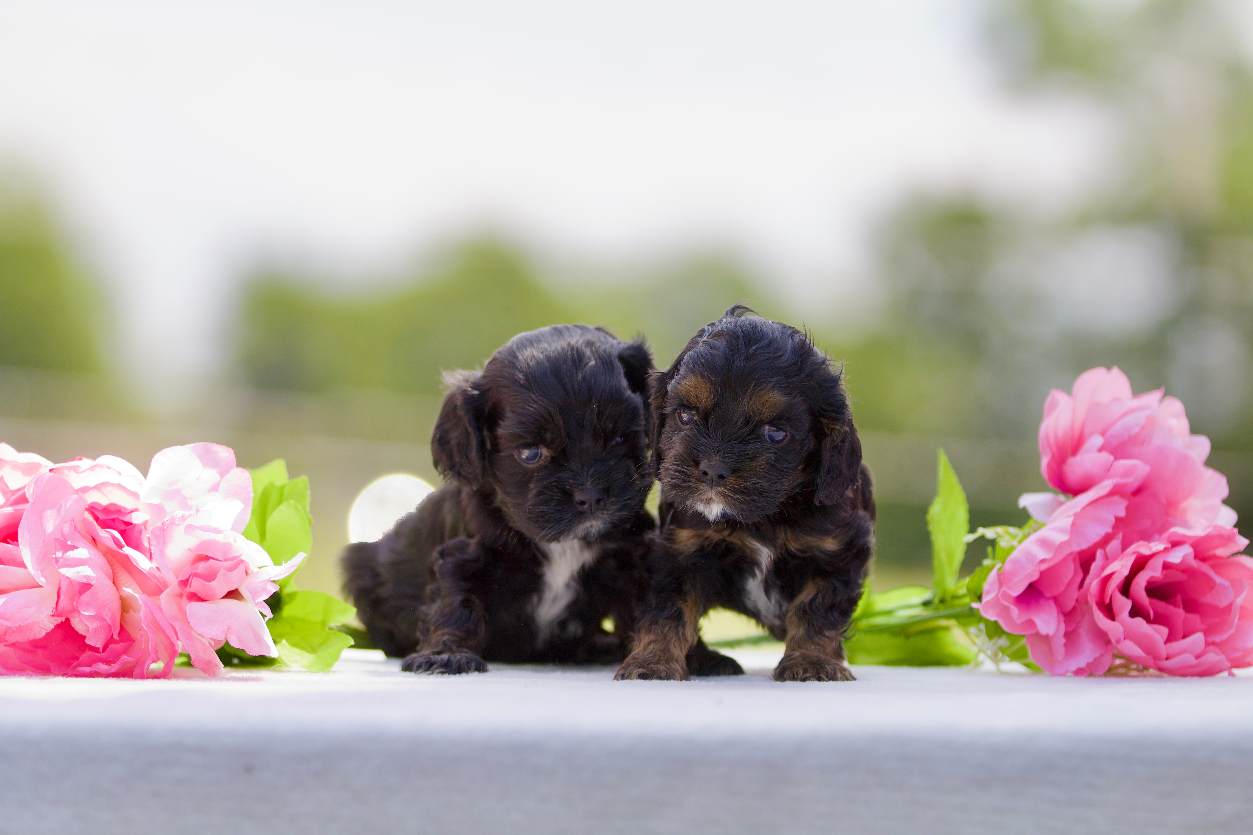 Betty – Cocker Spaniel puppy for sale in Seminole, OK