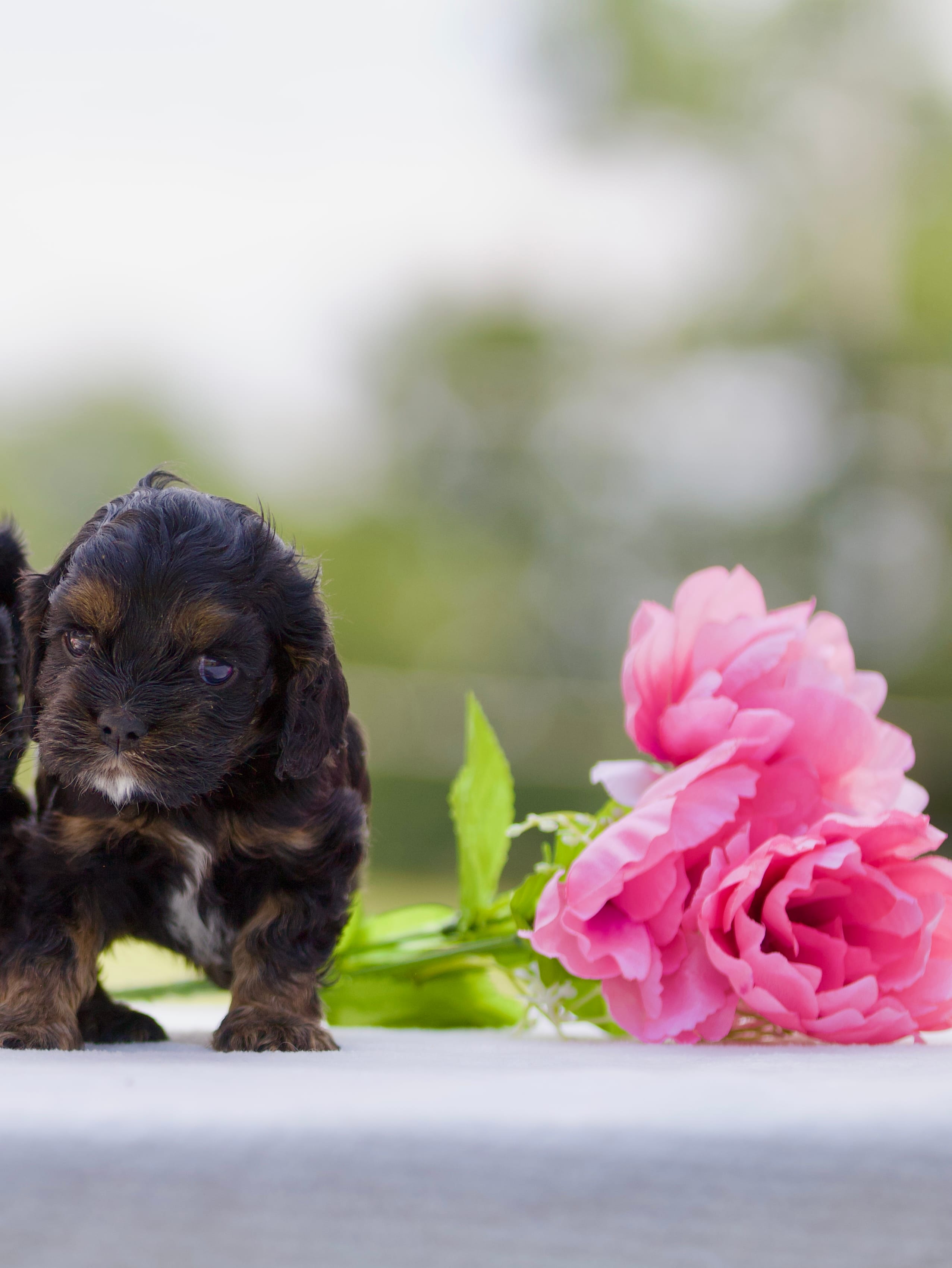 Betty – Cocker Spaniel puppy for sale in Seminole, OK