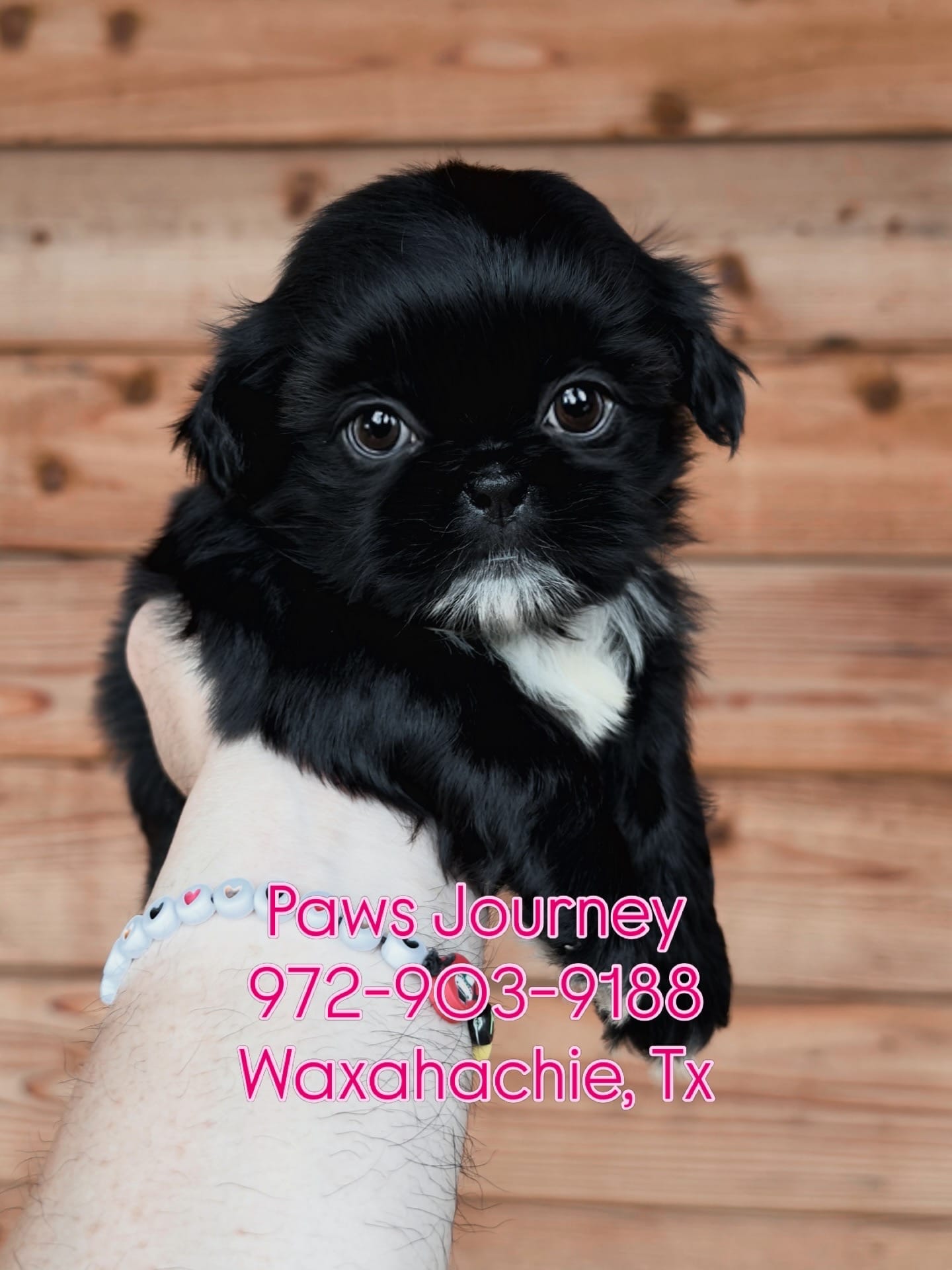 AKC-Black-Girl2 – Shih Tzu puppy for sale in Waxahachie, TX