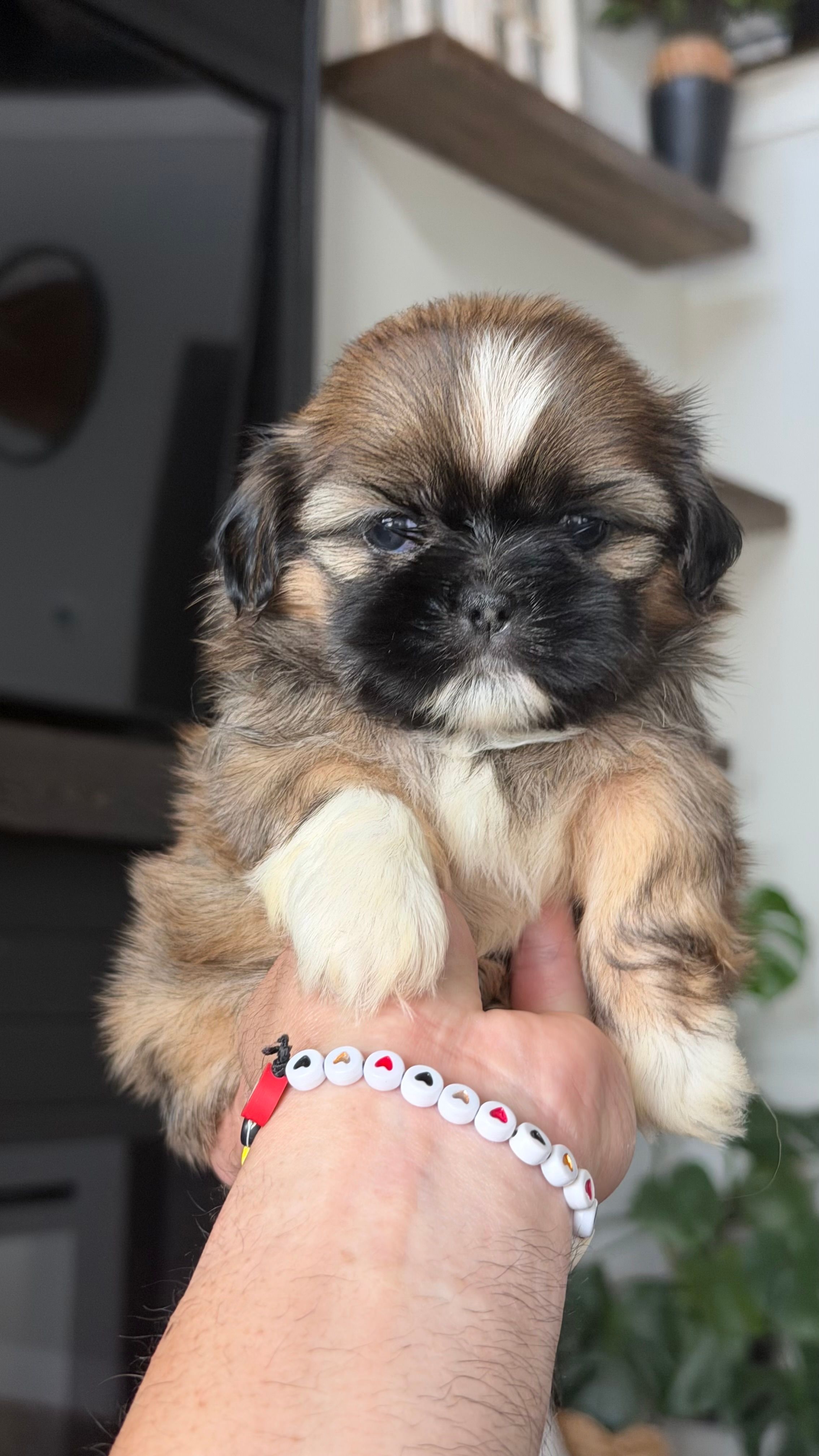 AKC - Boy - Blue – Shih Tzu puppy for sale in Waxahachie, TX