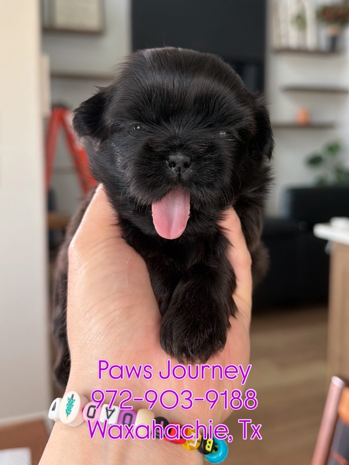 AKC - Black - Girl – Shih Tzu puppy for sale in Waxahachie, TX