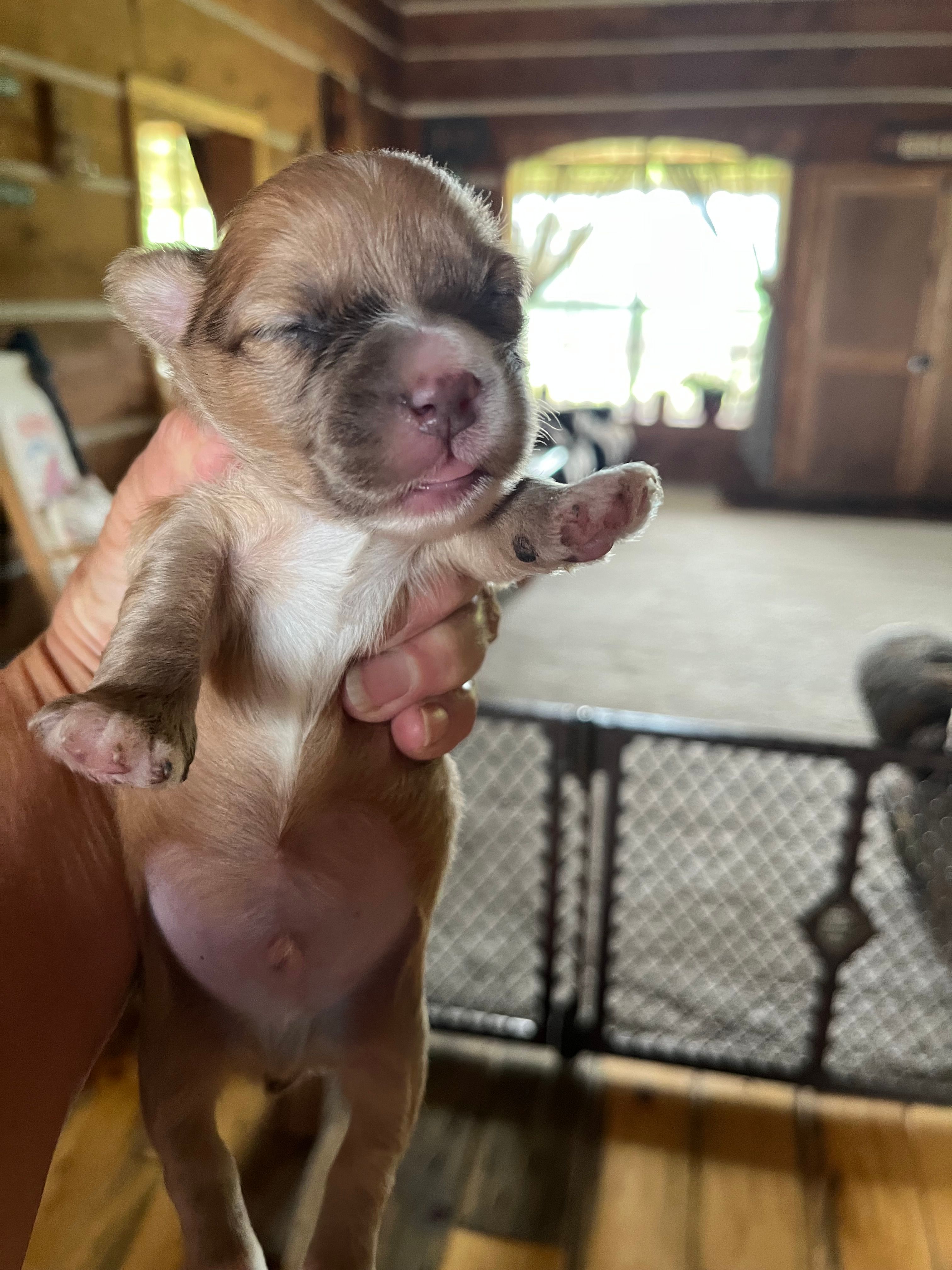 Bobby – Yorkipoo, Yorkshire Terrier puppy for sale in Hattieville, AR