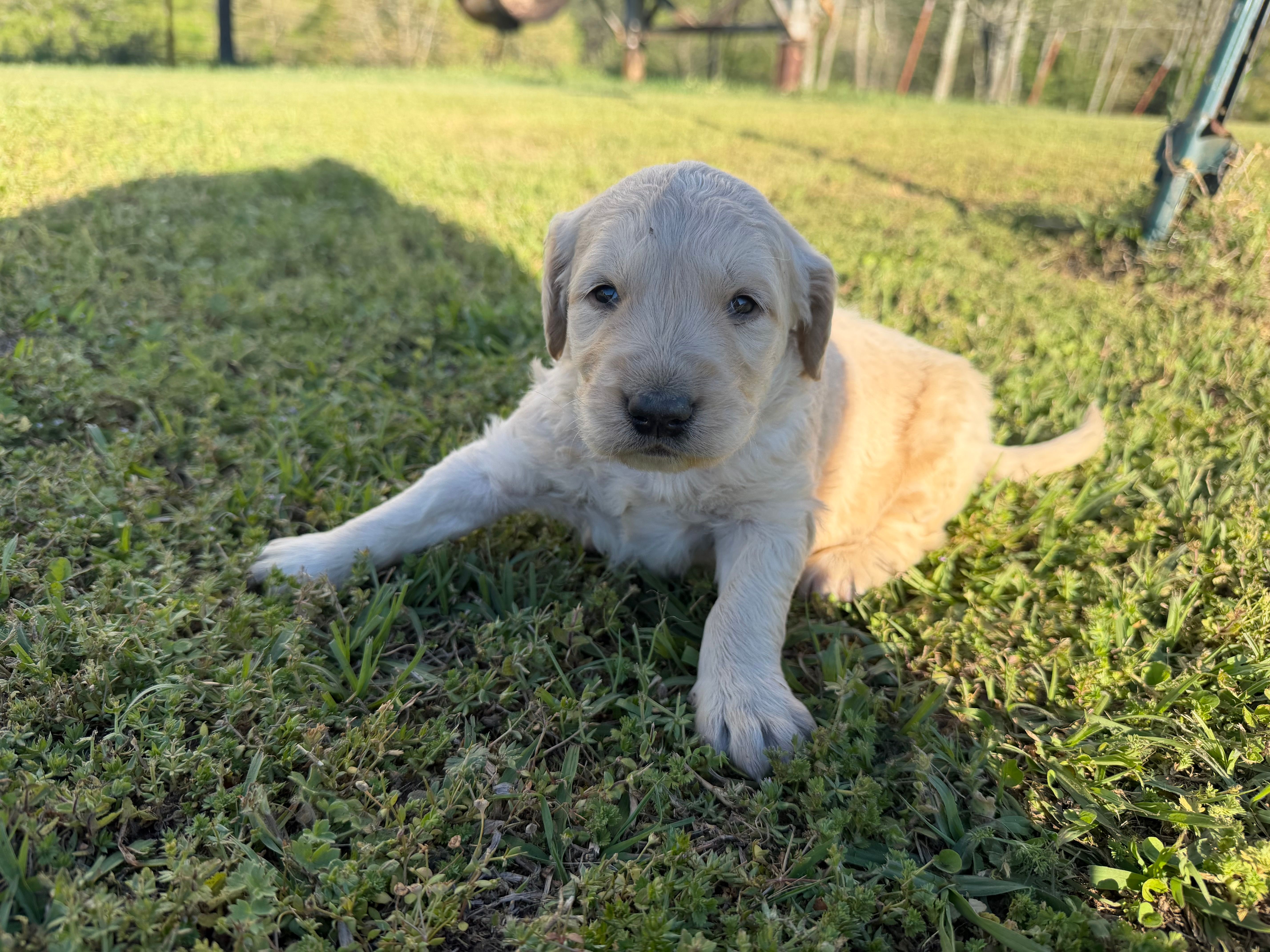 Samson – Goldendoodle puppy for sale in Hattieville, AR
