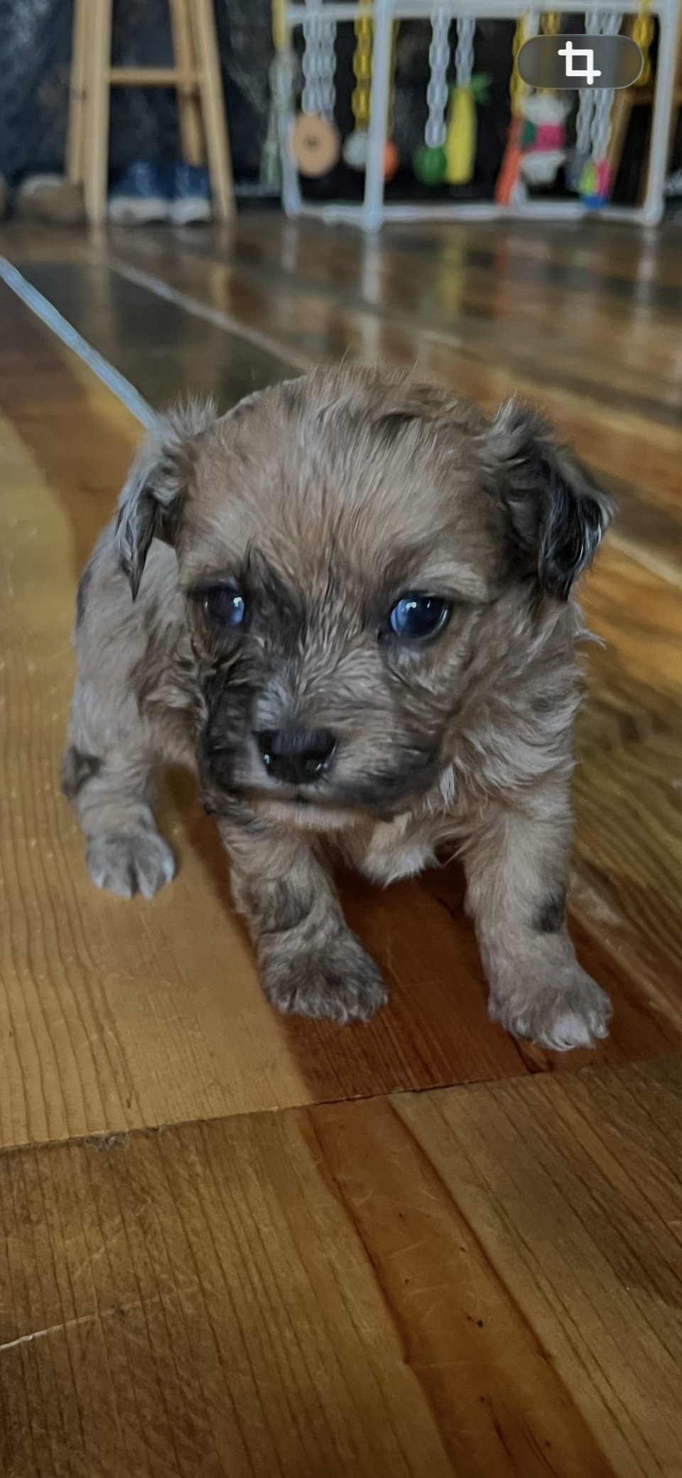 Robby – Yorkipoo, Yorkshire Terrier puppy for sale in Hattieville, AR