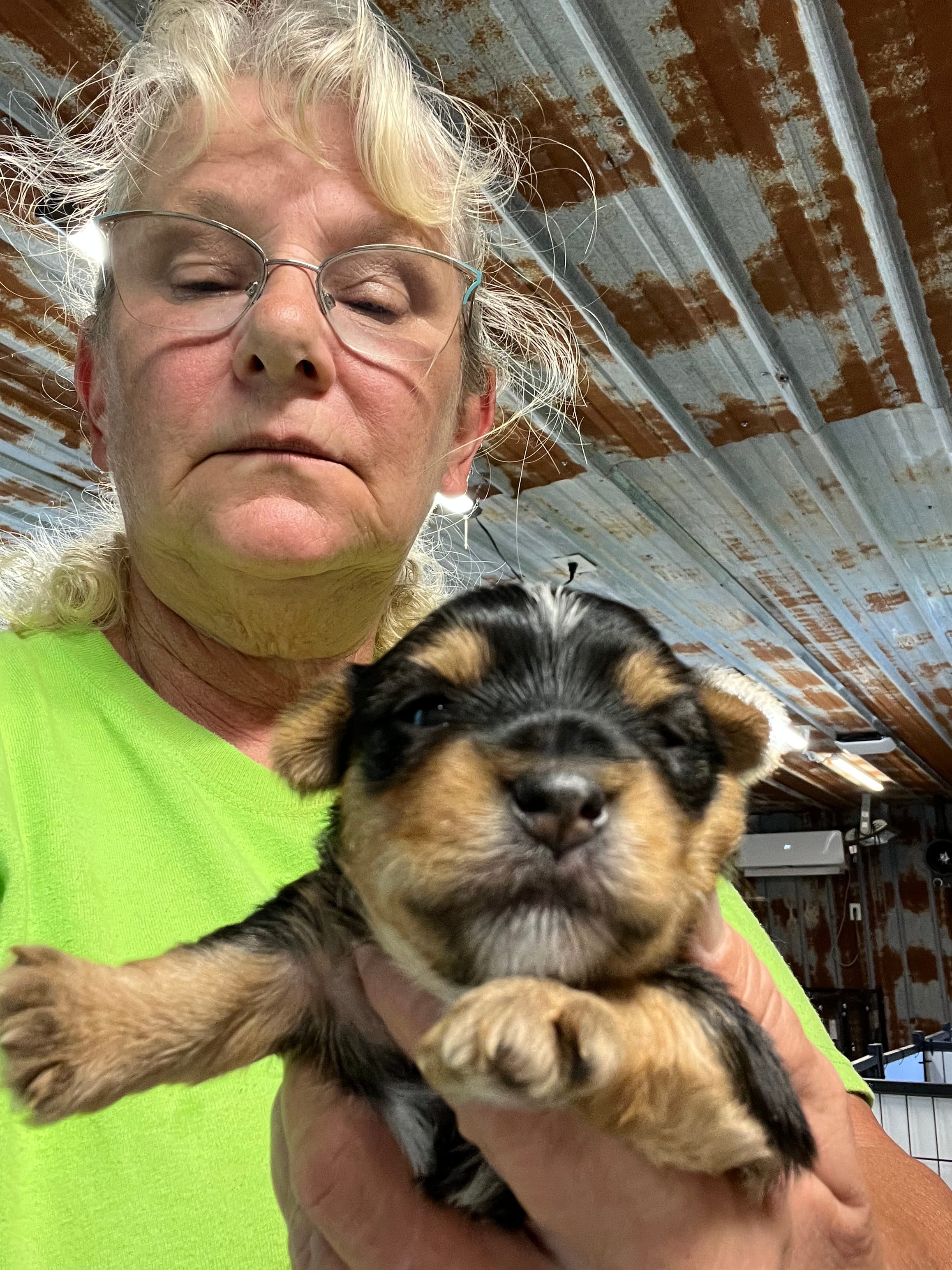 Gus – Yorkshire Terrier puppy for sale in Hattieville, AR