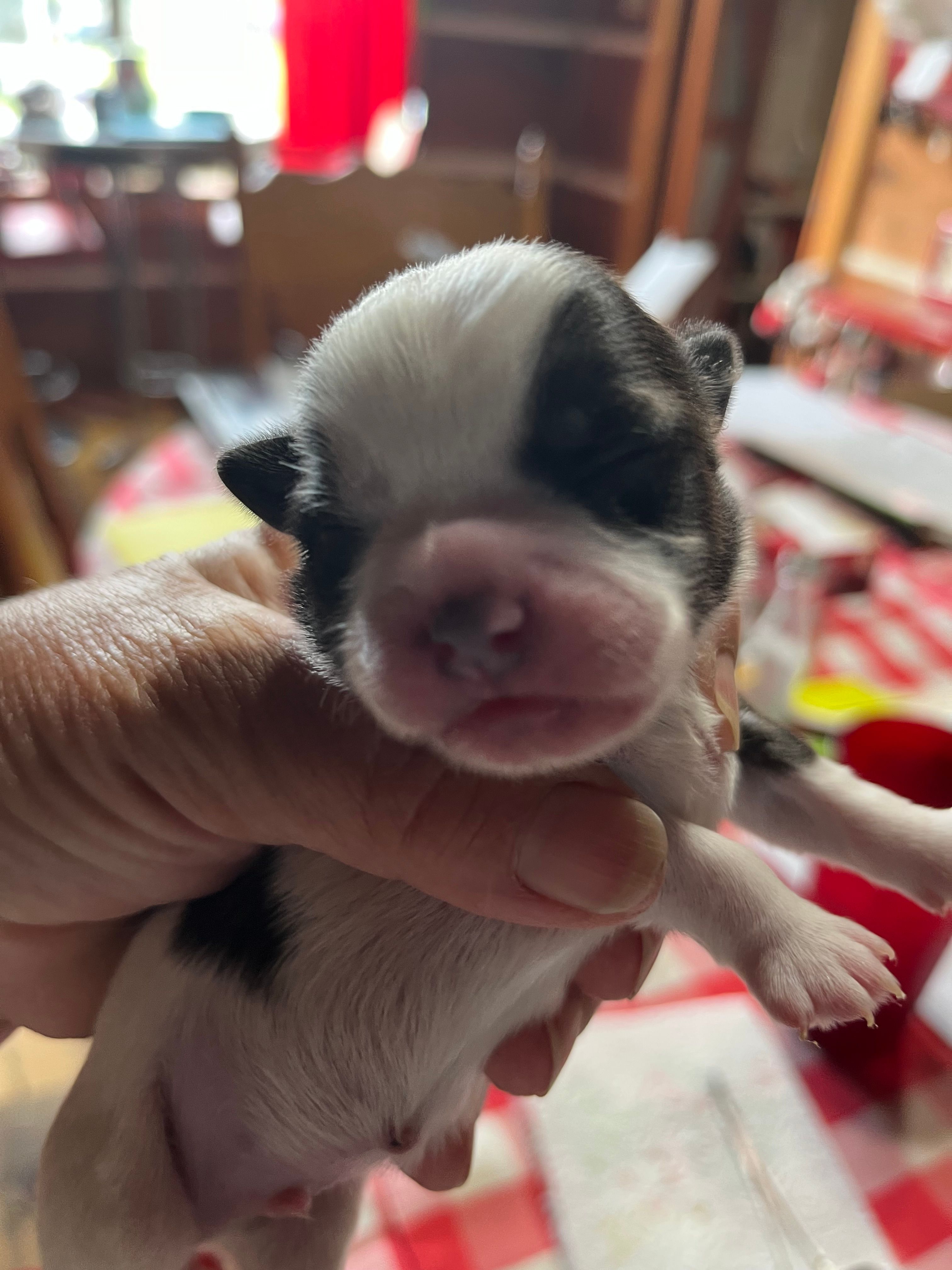 Mo – Shorkie puppy for sale in Hattieville, AR