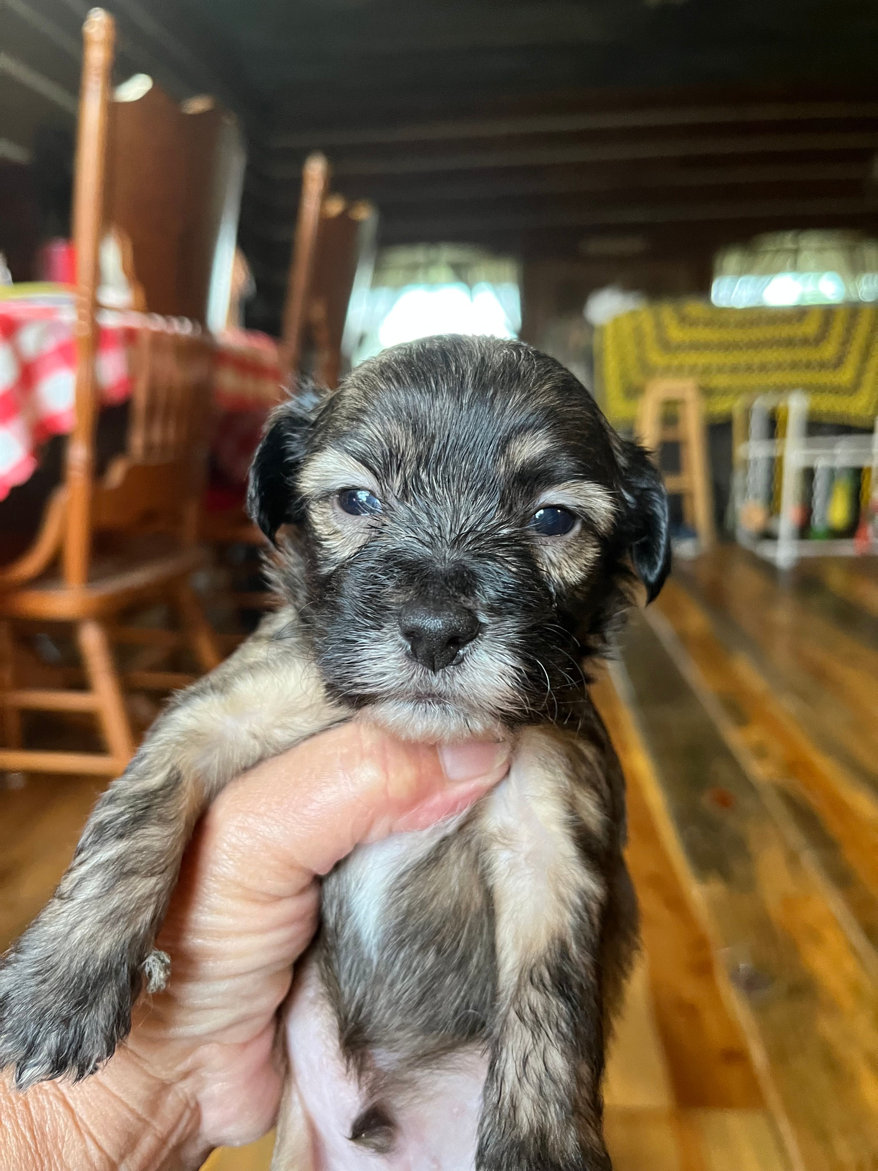 Bo – Yorkipoo, Yorkshire Terrier puppy for sale in Hattieville, AR