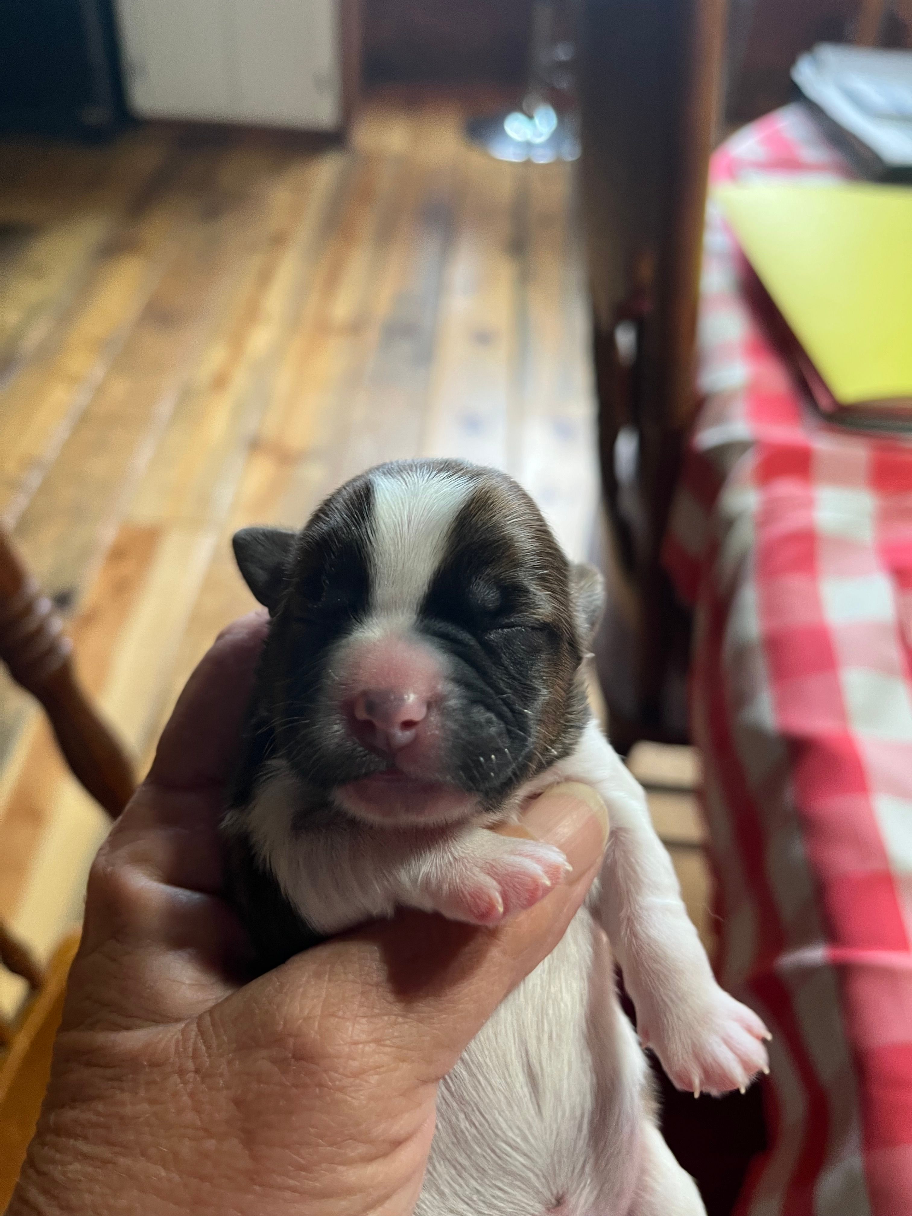 Curly – Shorkie puppy for sale in Hattieville, AR