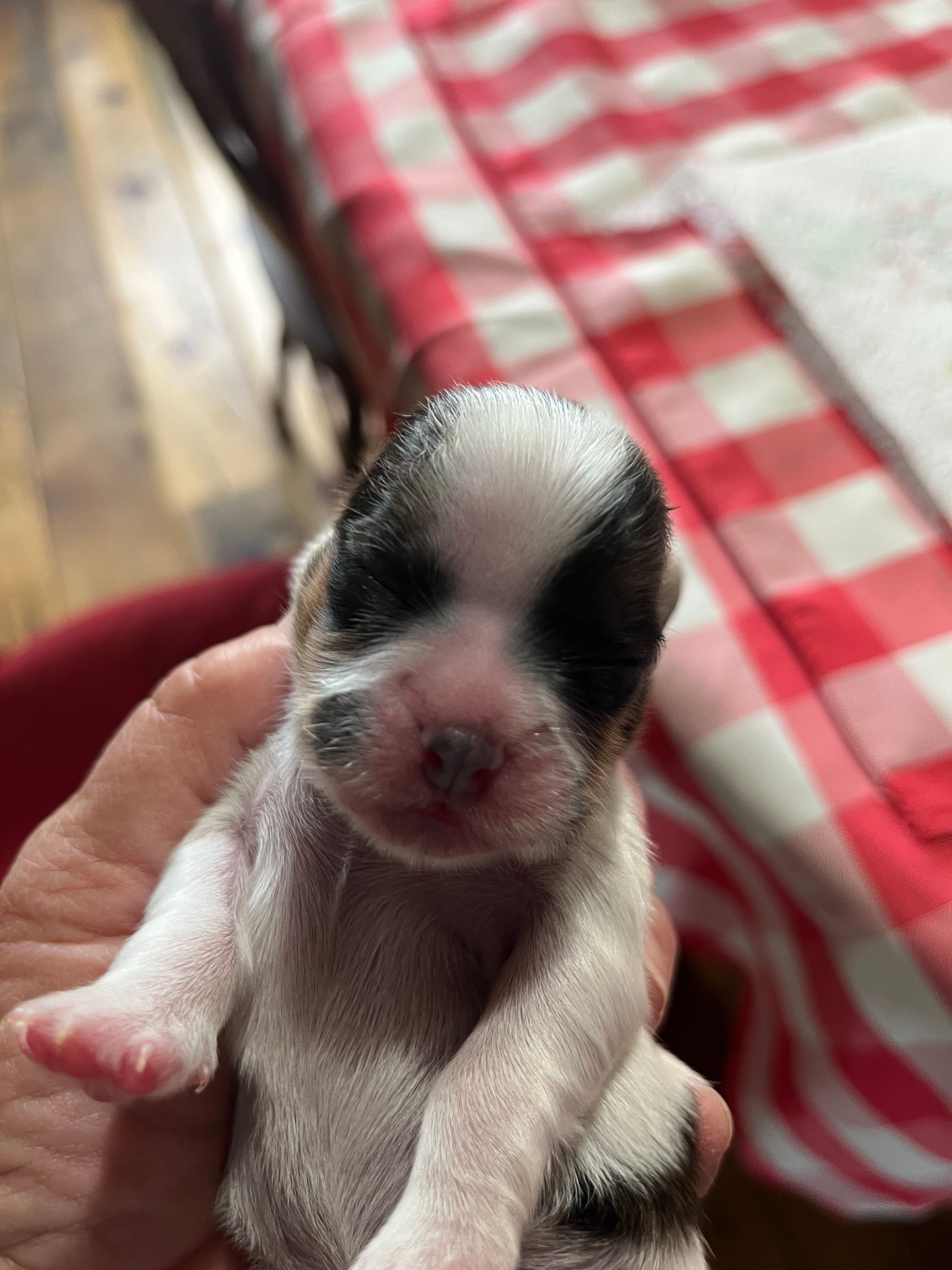 Sarah – Shorkie puppy for sale in Hattieville, AR