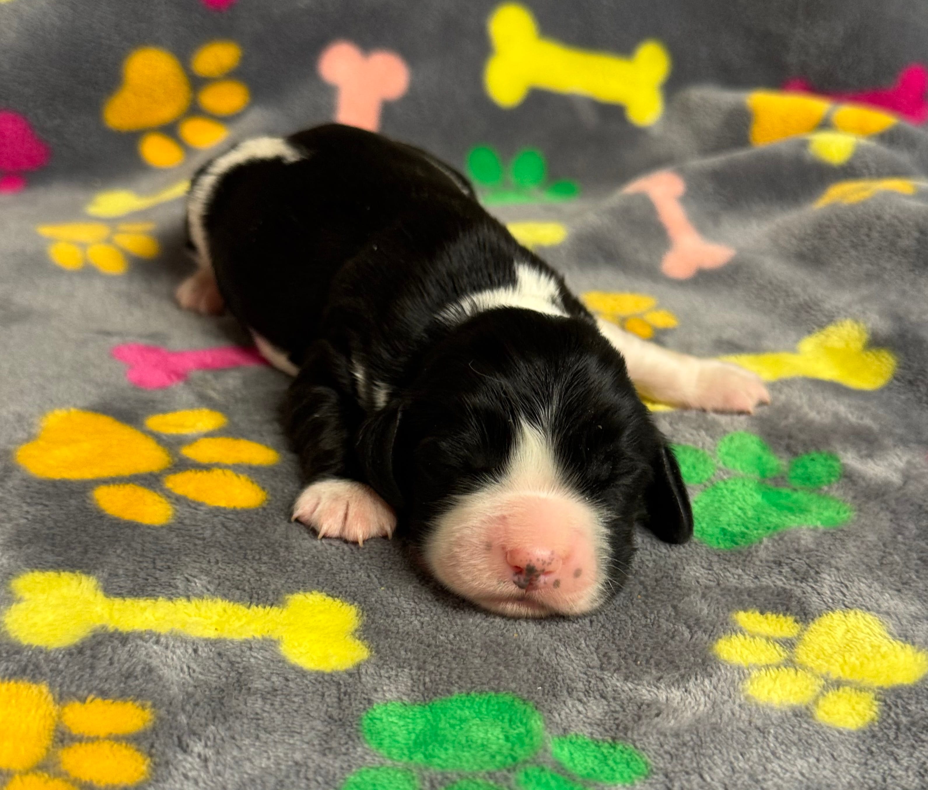 Finley Boy 3 – English Springer Spaniel puppy for sale in Bristol, SD