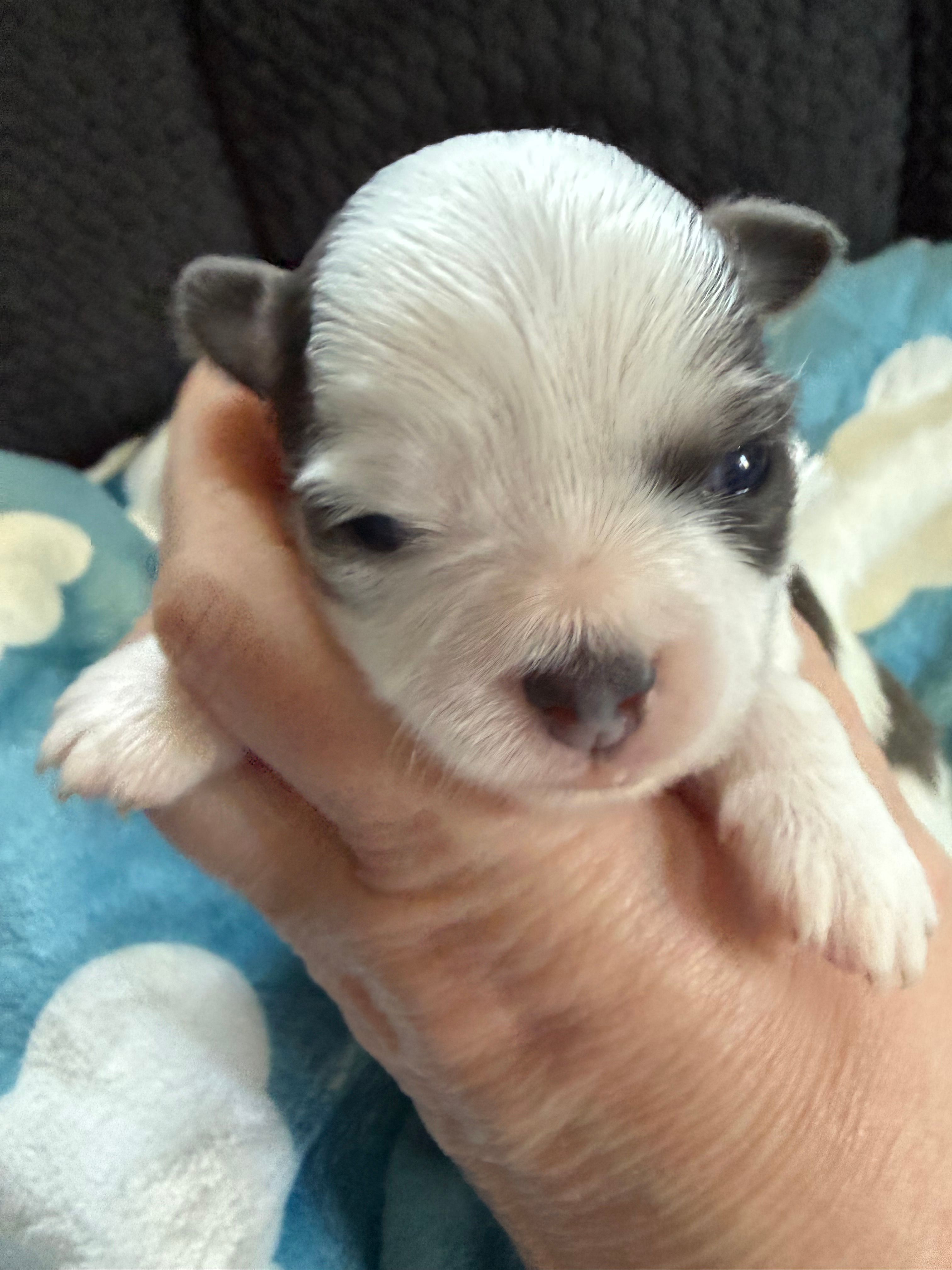 AKC Blue Asher – Chihuahua puppy for sale in Norwich, CT