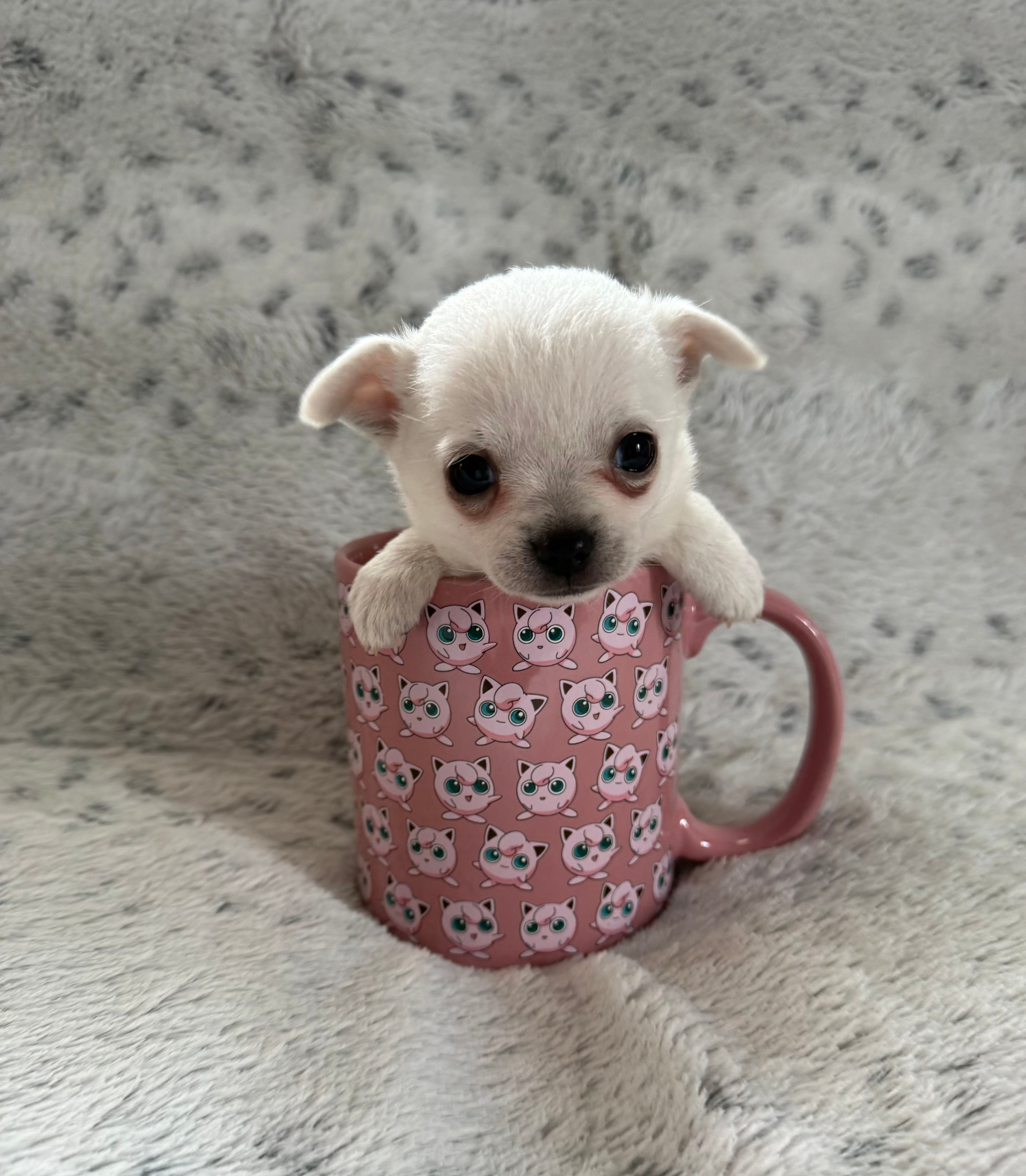 AKC TINY BELLA – Chihuahua puppy for sale in Norwich, CT