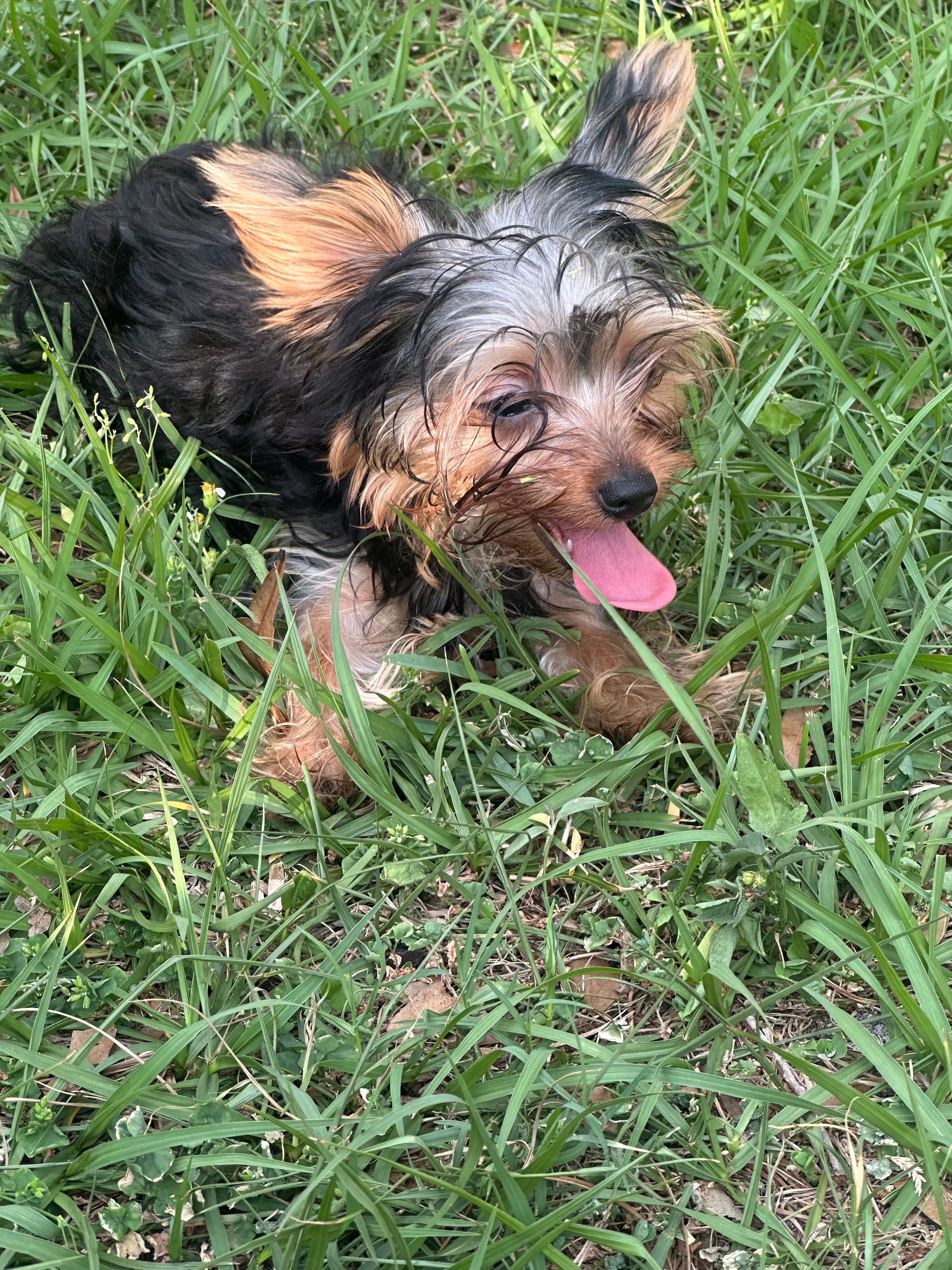 Teacup Teddy – Yorkshire Terrier puppy for sale in Orlando, FL