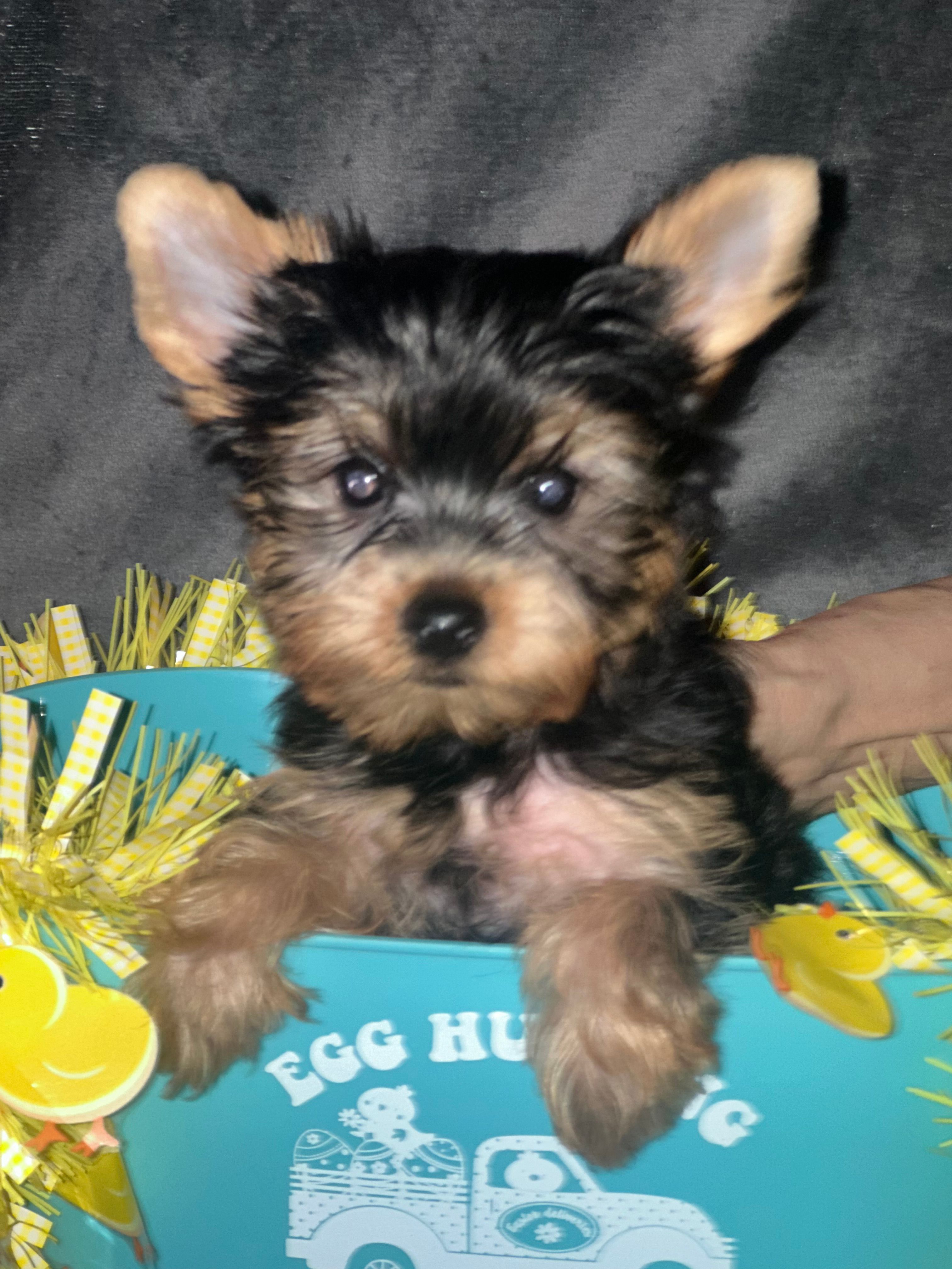 Teddy Kobe – Yorkshire Terrier puppy for sale in Orlando, FL
