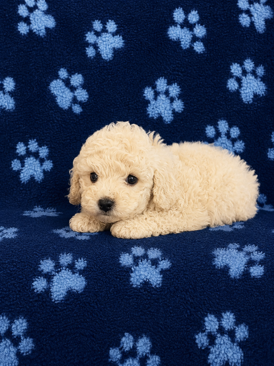 Cream Toy Poodle – Poodle - Toy  puppy for sale in Blue Ridge, GA