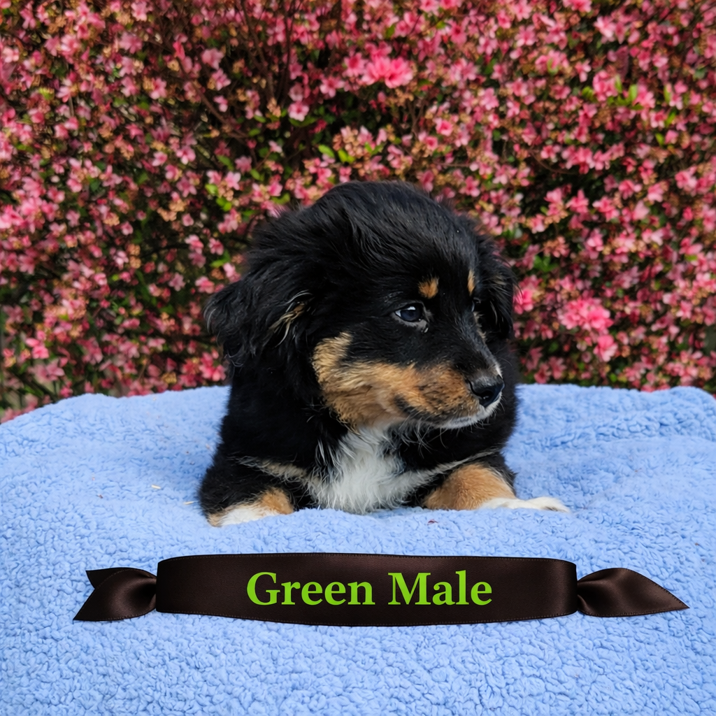 Green boy – Miniature Australian Shepherd puppy for sale in Blue Ridge, GA
