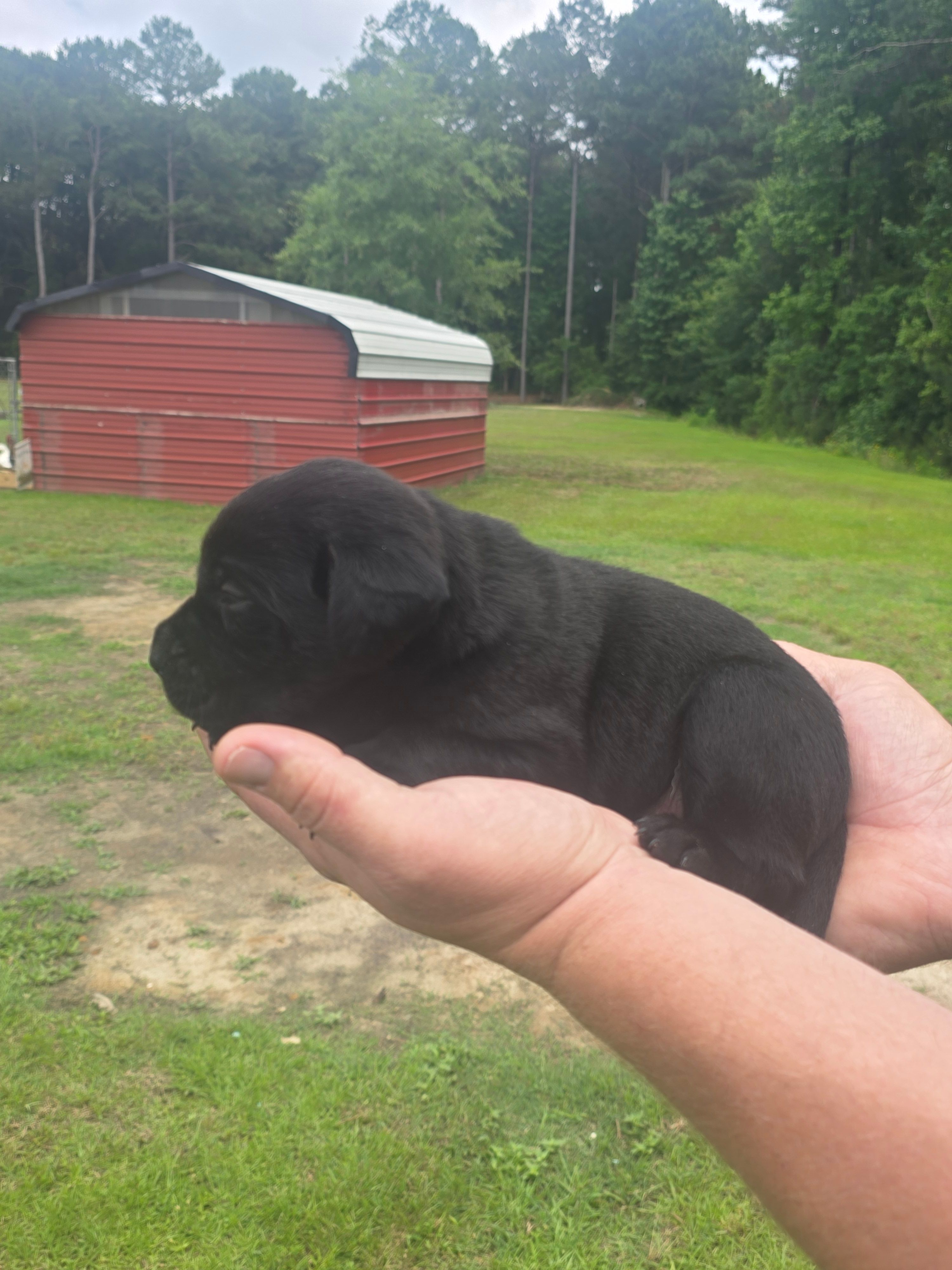 Bella – Labrador Retriever puppy for sale in Clinton, NC
