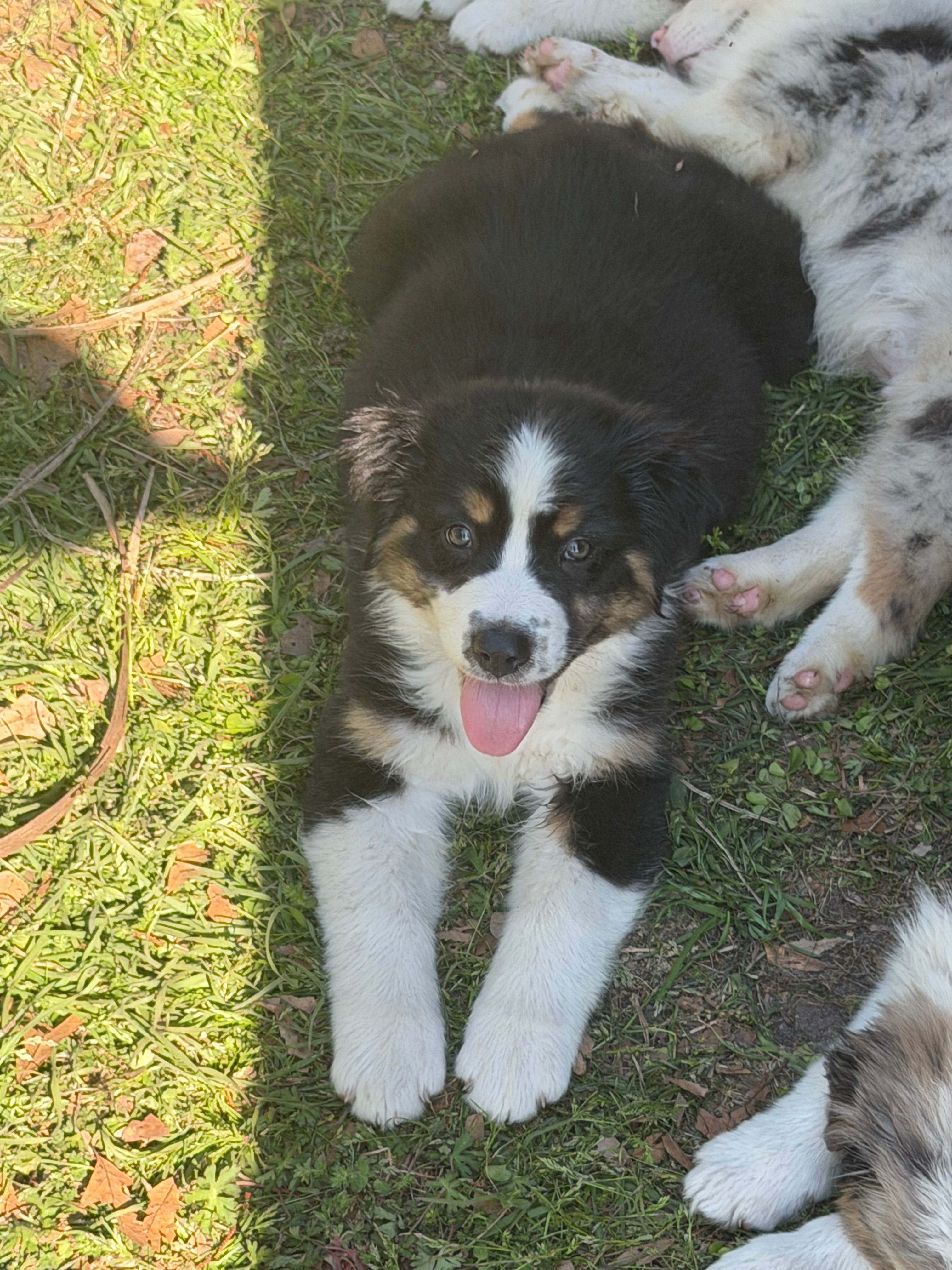 Pearl – Australian Shepherd puppy for sale in Marion, SC