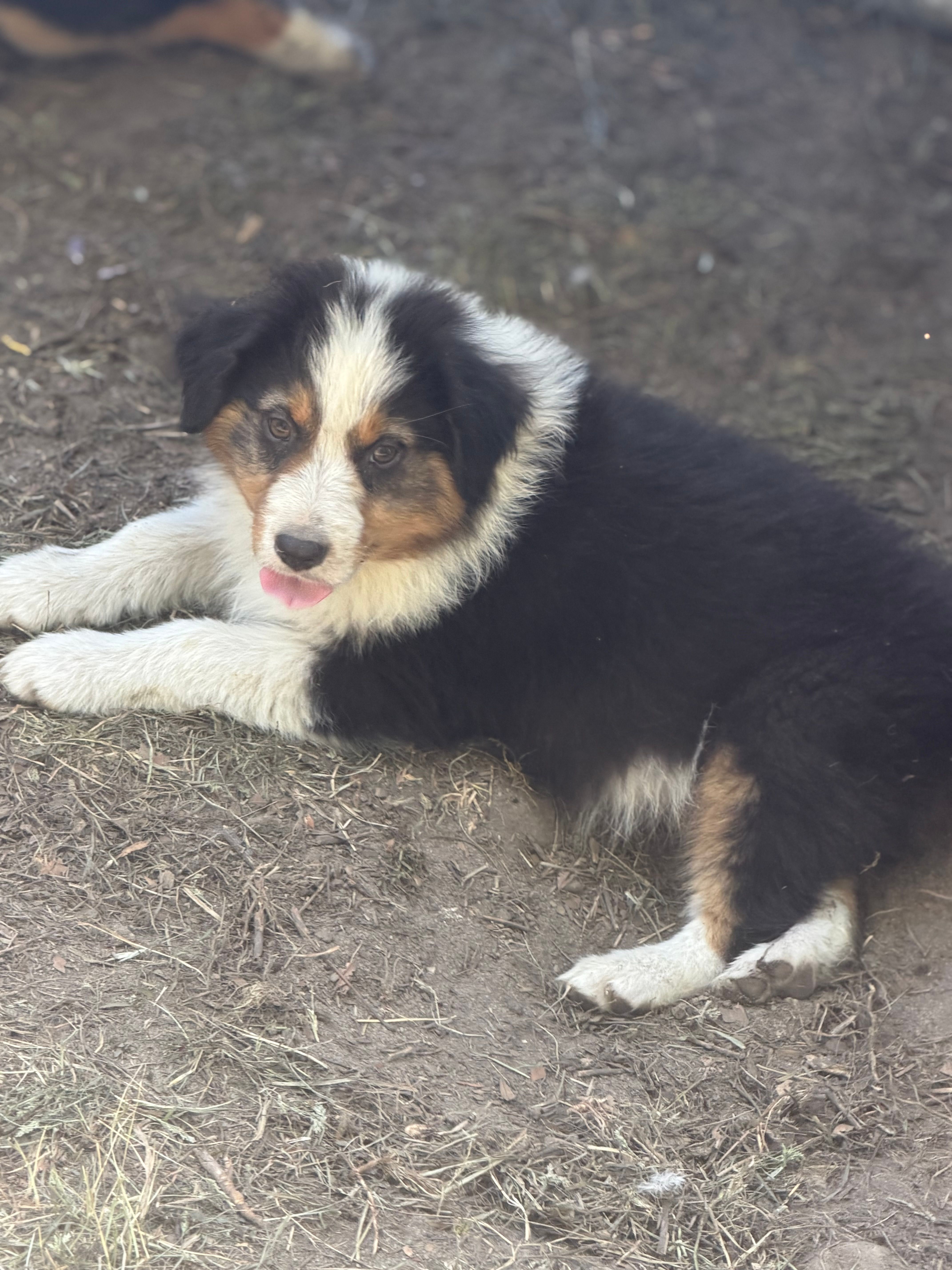 Sam – Australian Shepherd puppy for sale in Marion, SC