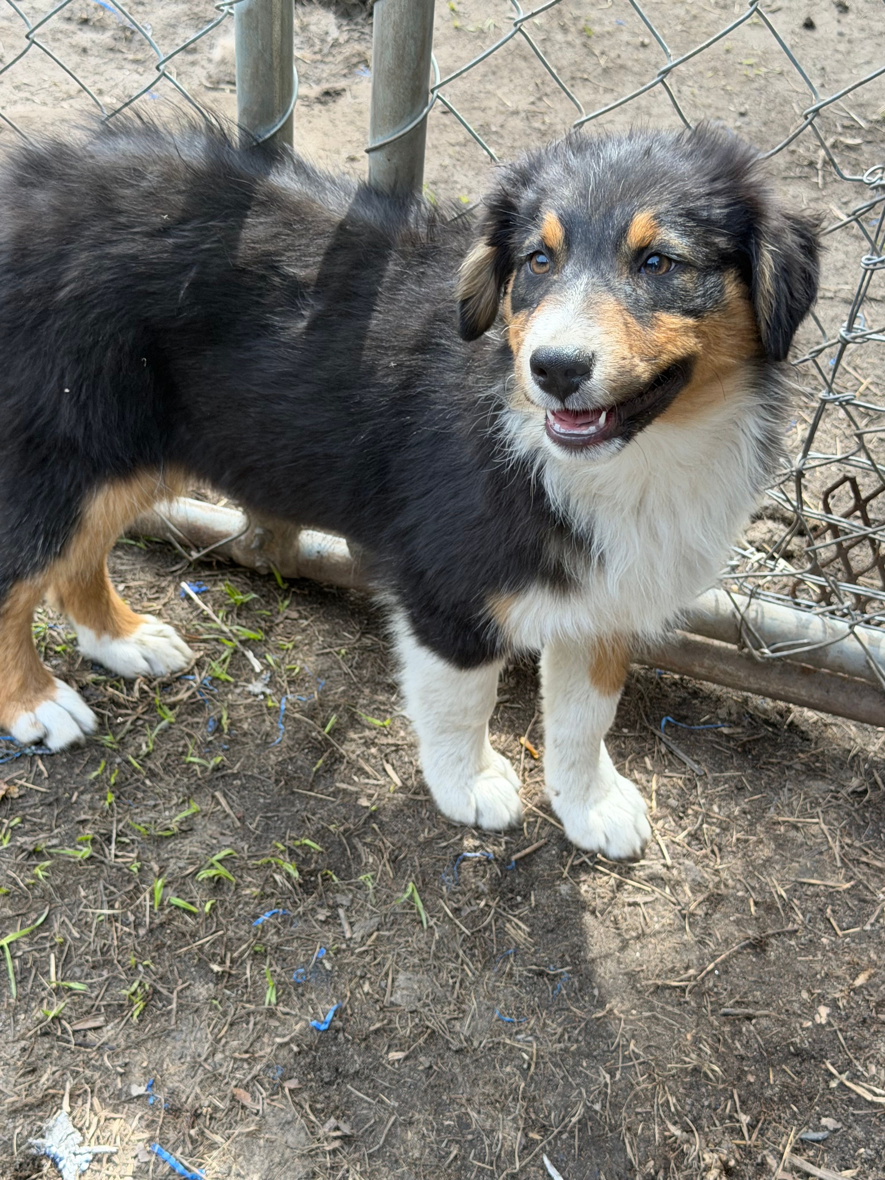 Bonnie – Australian Shepherd puppy for sale in Marion, SC