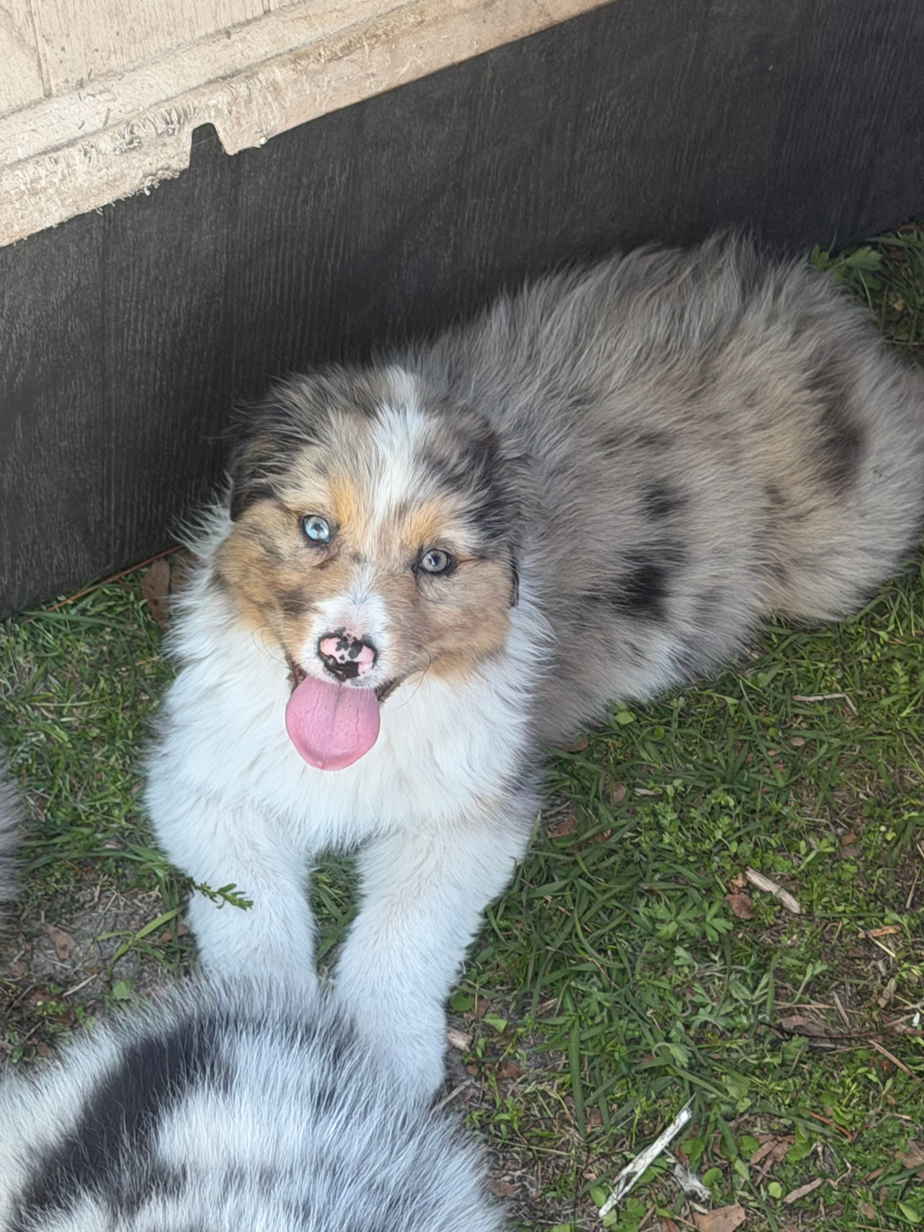Molly – Australian Shepherd puppy for sale in Marion, SC