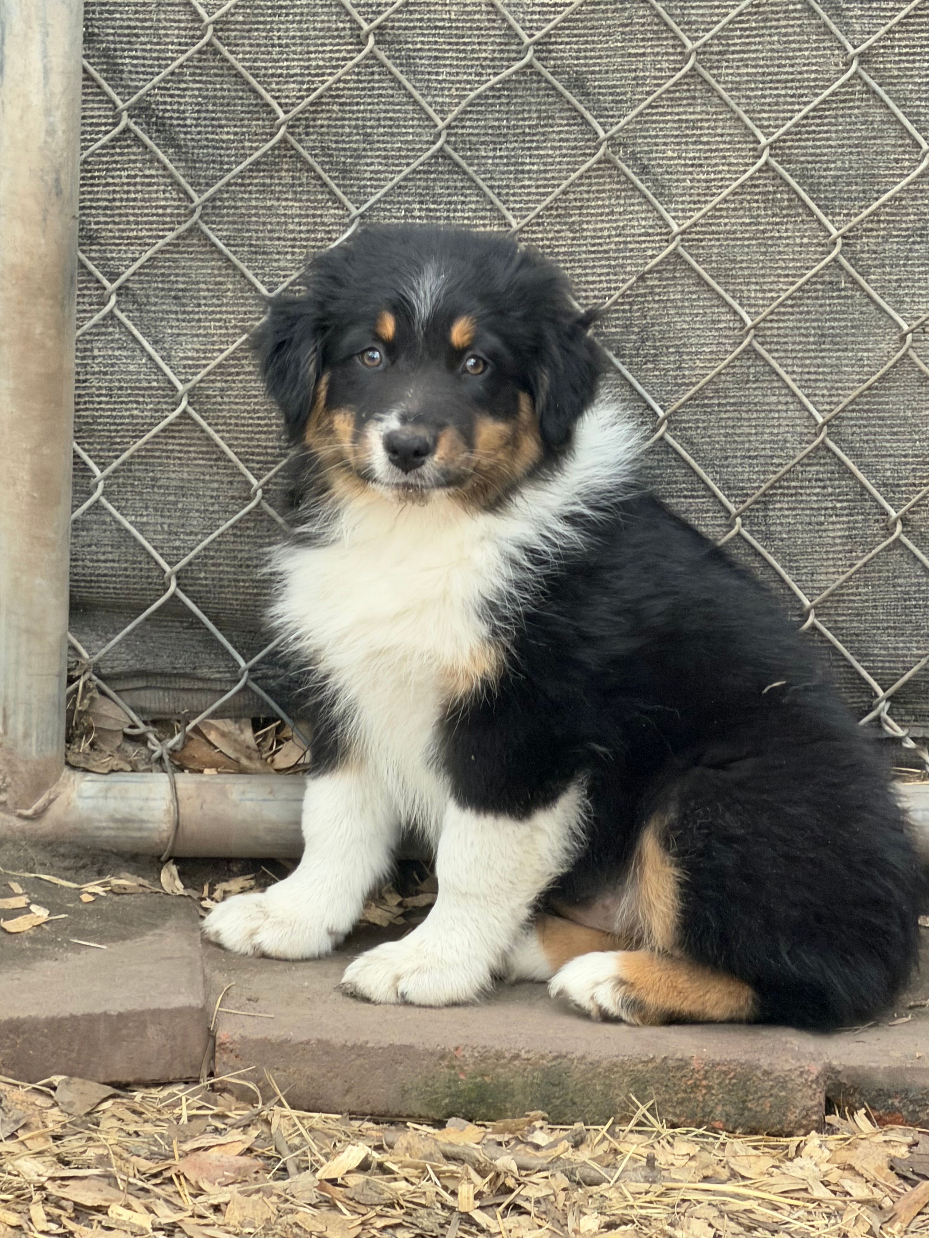 Lilly – Australian Shepherd puppy for sale in Marion, SC