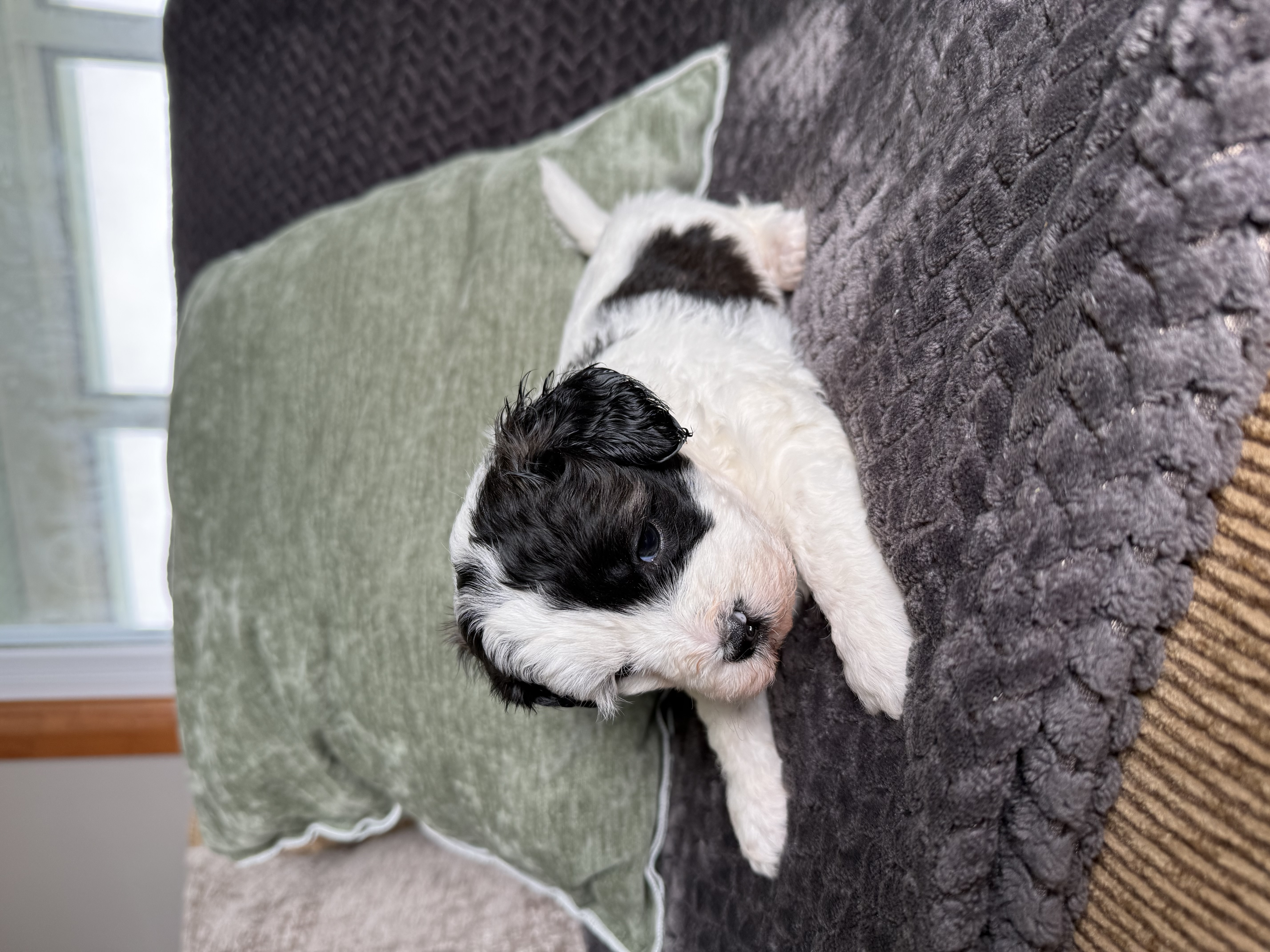 Little Boy – Shihpoo puppy for sale in Brighton, MO