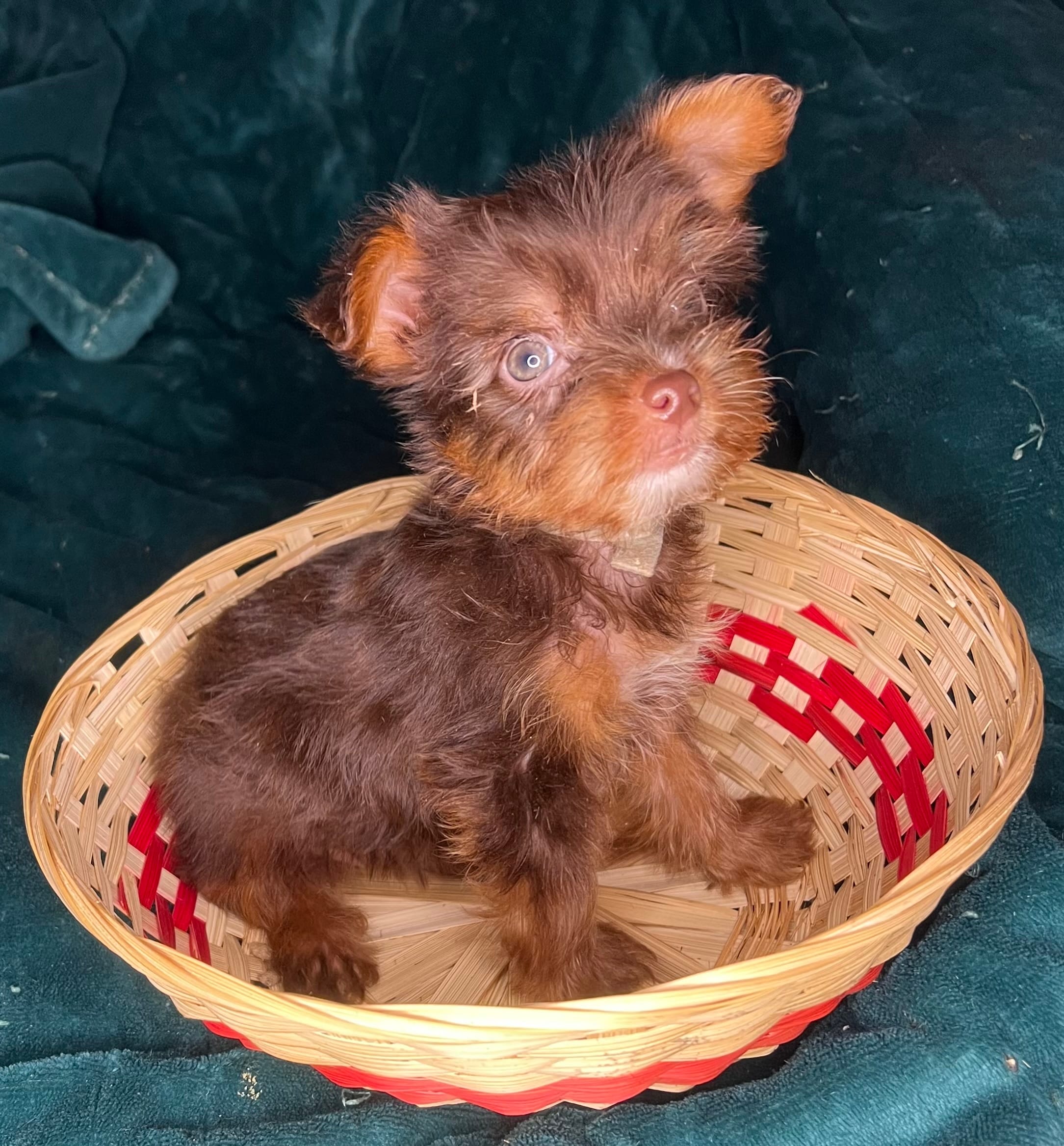 Bashful – Yorkshire Terrier puppy for sale in Meridian, MS