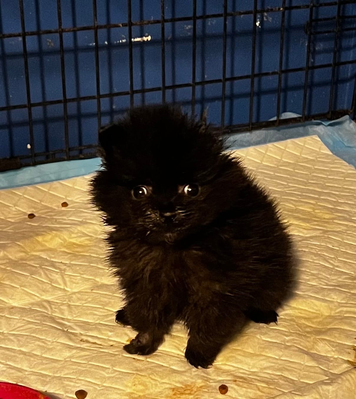 Mystic – Pomeranian puppy for sale in Meridian, MS