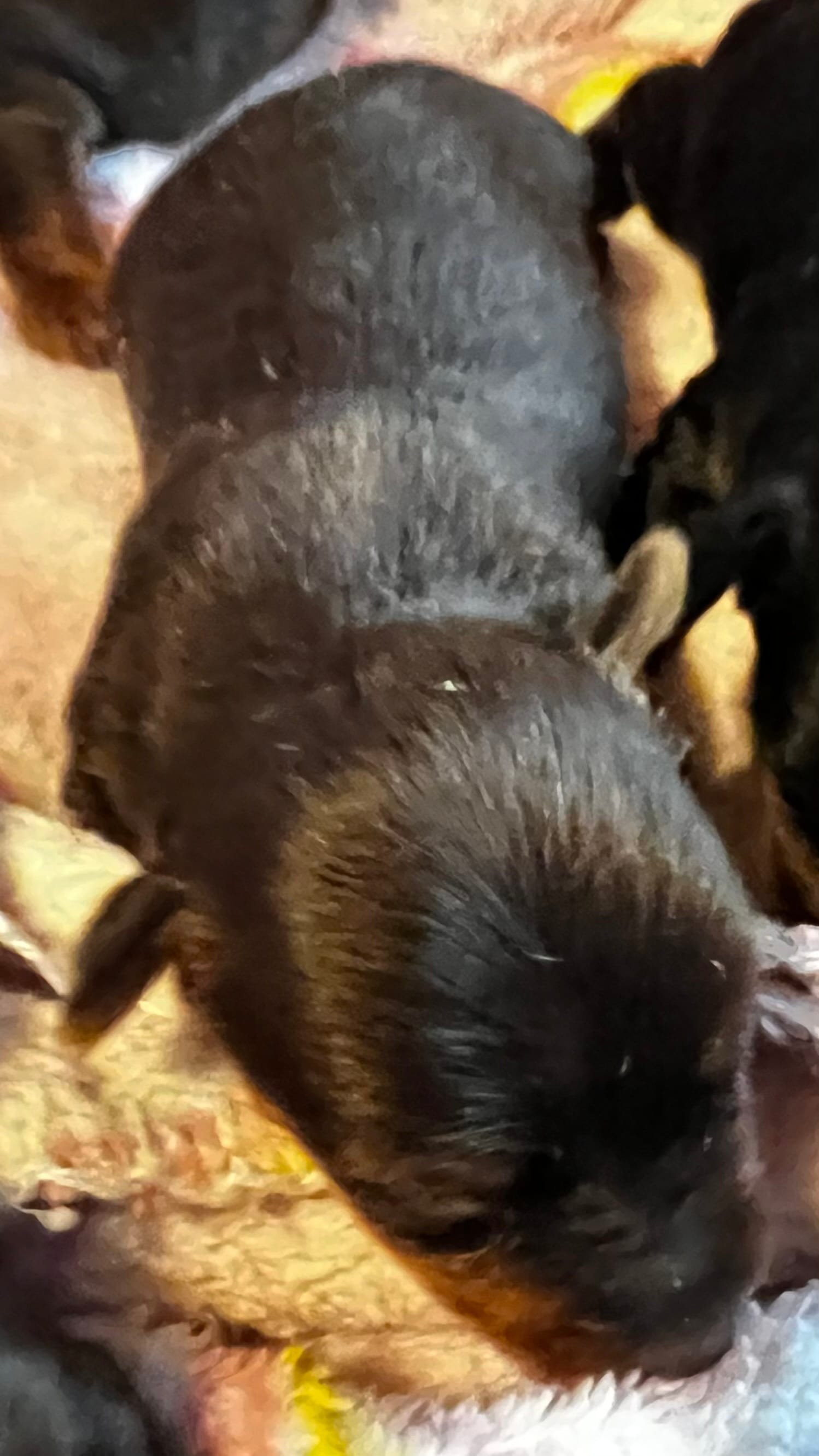 Cinderella  – Yorkshire Terrier puppy for sale in Meridian, MS