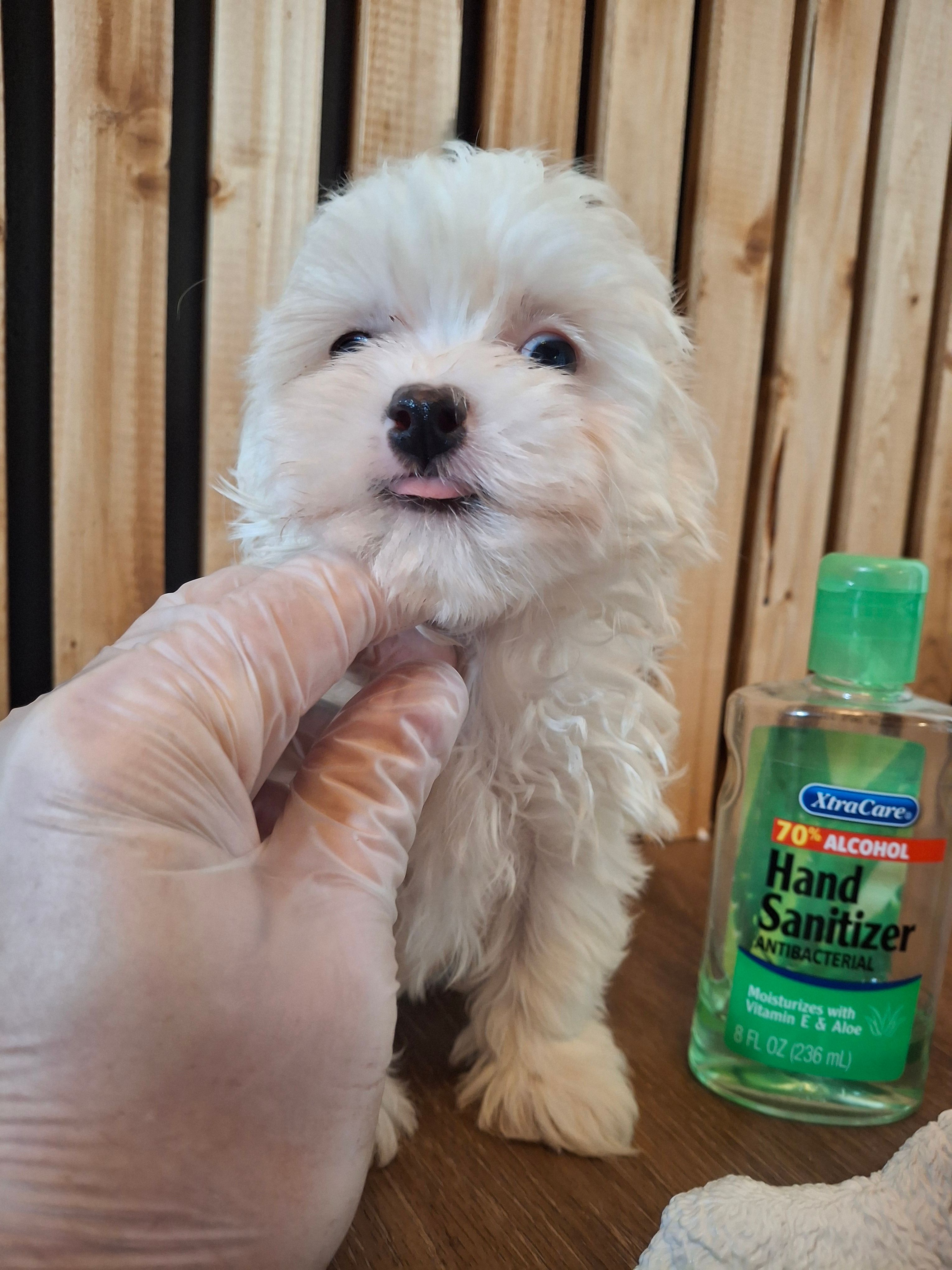 Maltese (microchipped) – Maltese puppy for sale in Denver, CO