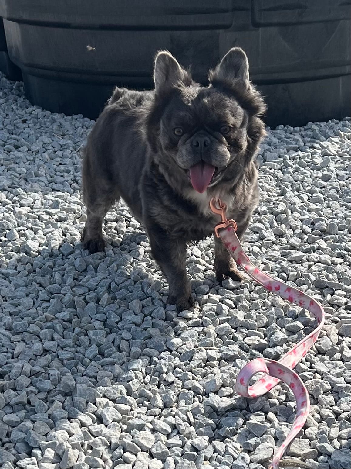 Belle – French Bulldog puppy for sale in Saint Clair, MI