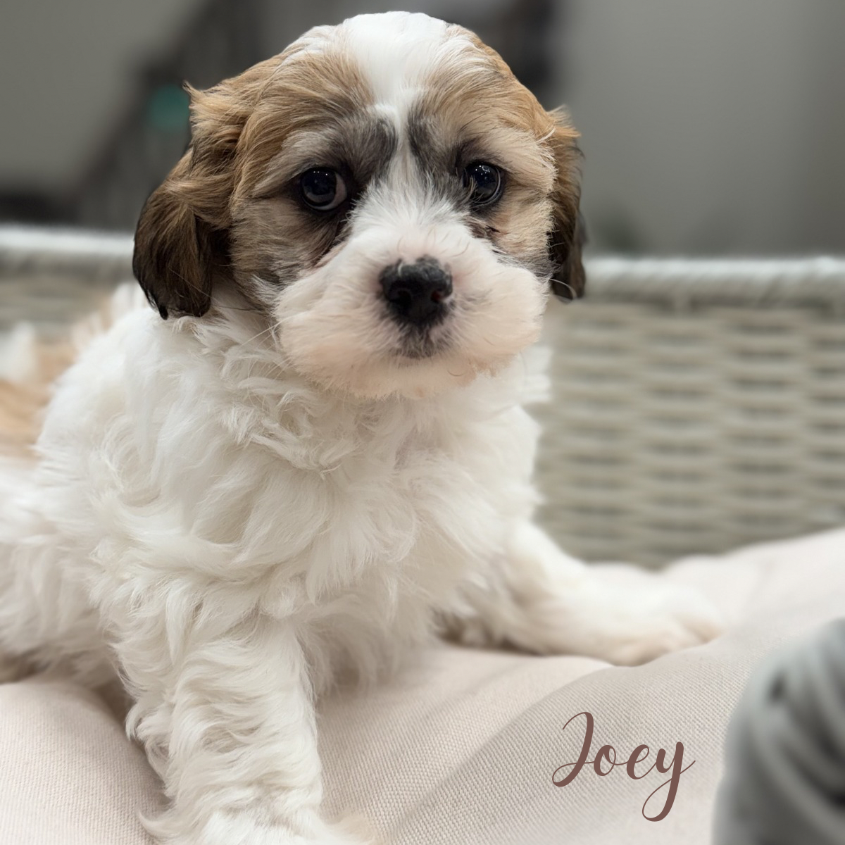 Joey – Shih Tzu, Poodle - Miniature  puppy for sale in Addison, IL