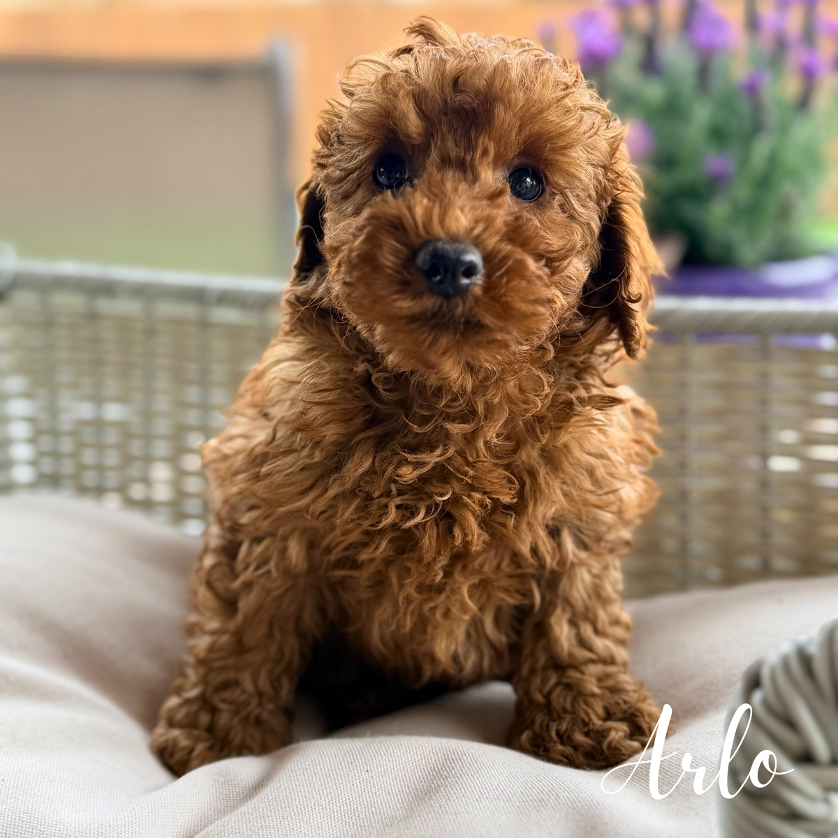 Arlo – Poodle - Miniature  puppy for sale in Addison, IL